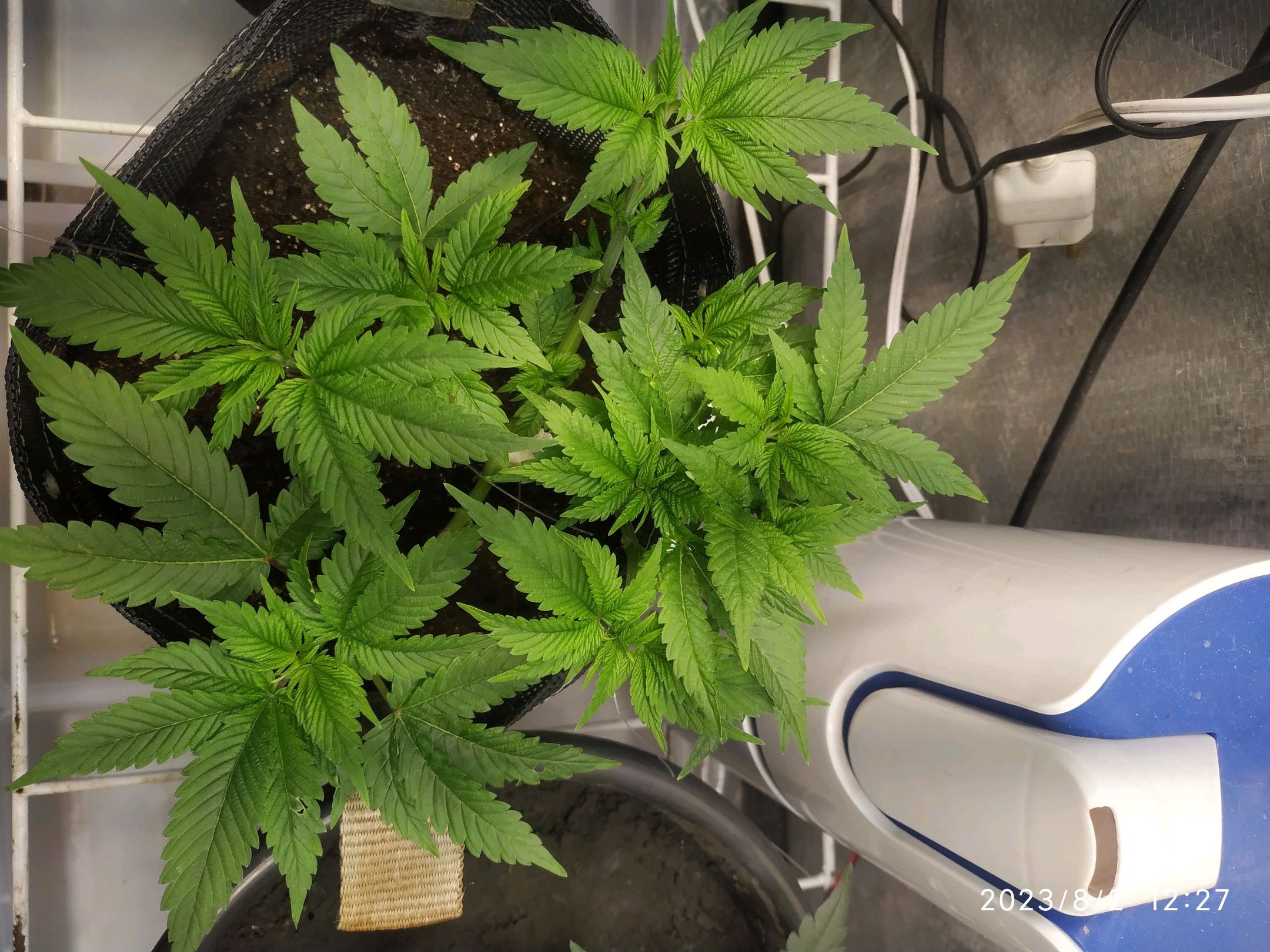 Jaqueline growlog photo 109