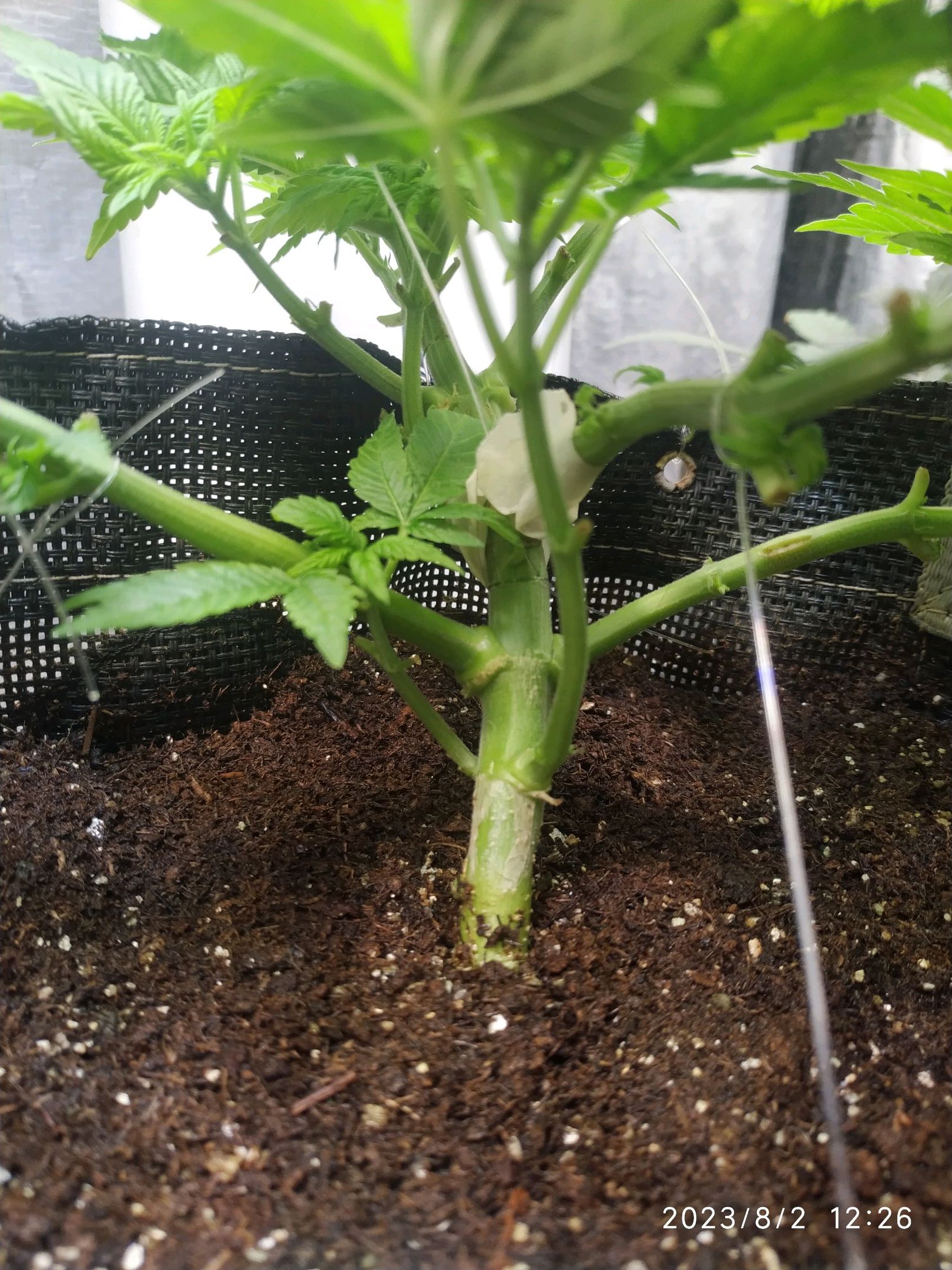 Jaqueline growlog photo 111