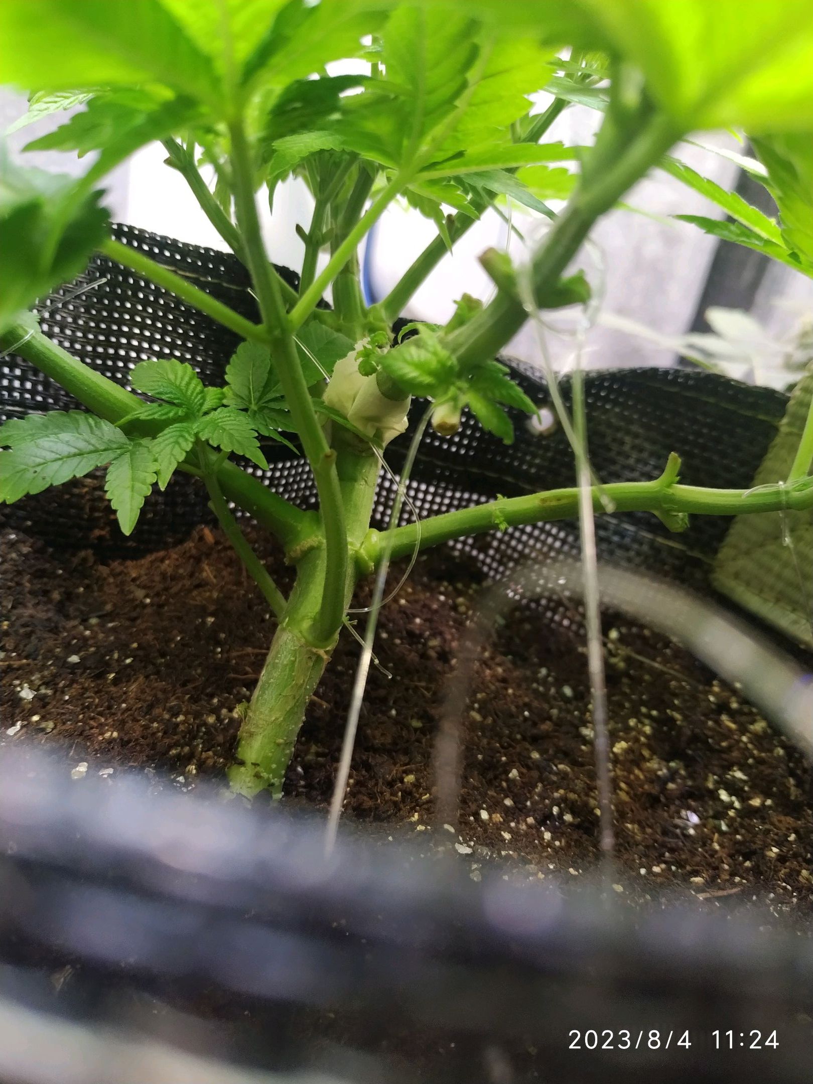 Jaqueline growlog photo 112