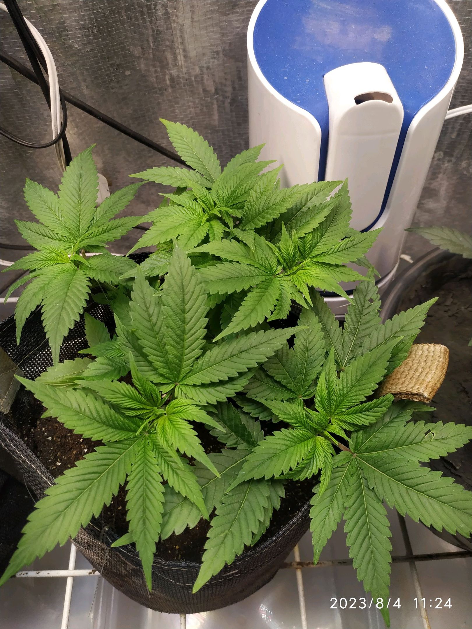 Jaqueline growlog photo 114