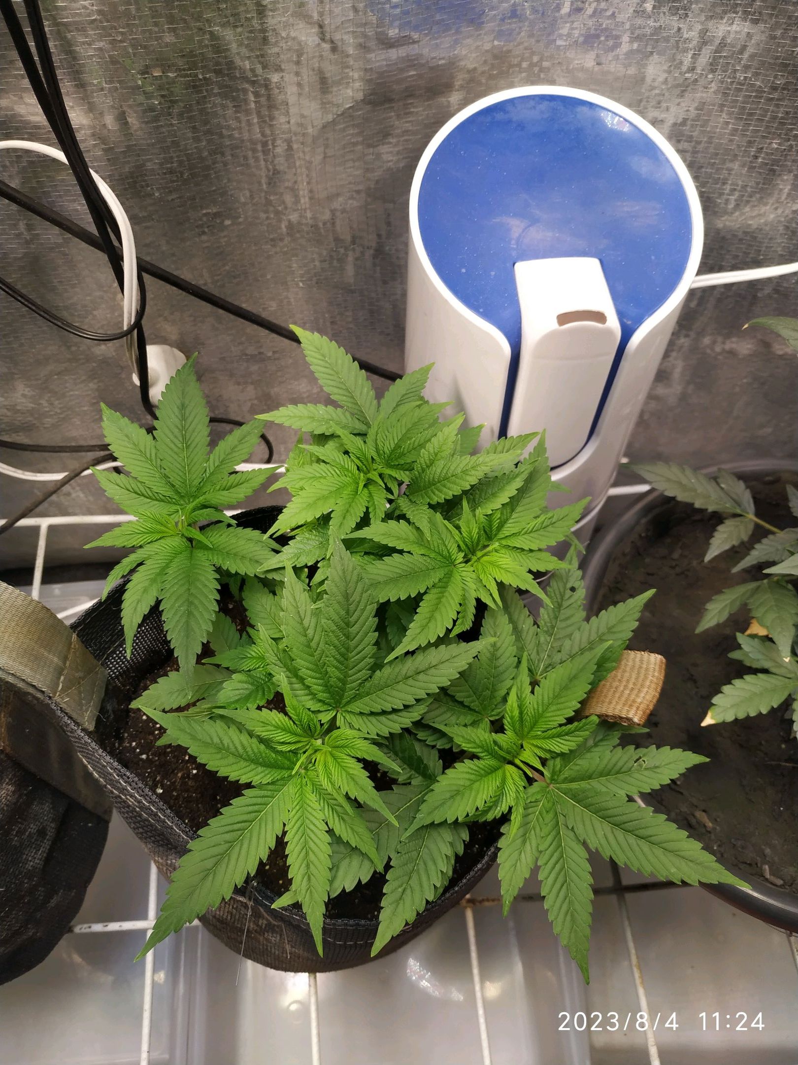 Jaqueline growlog photo 115