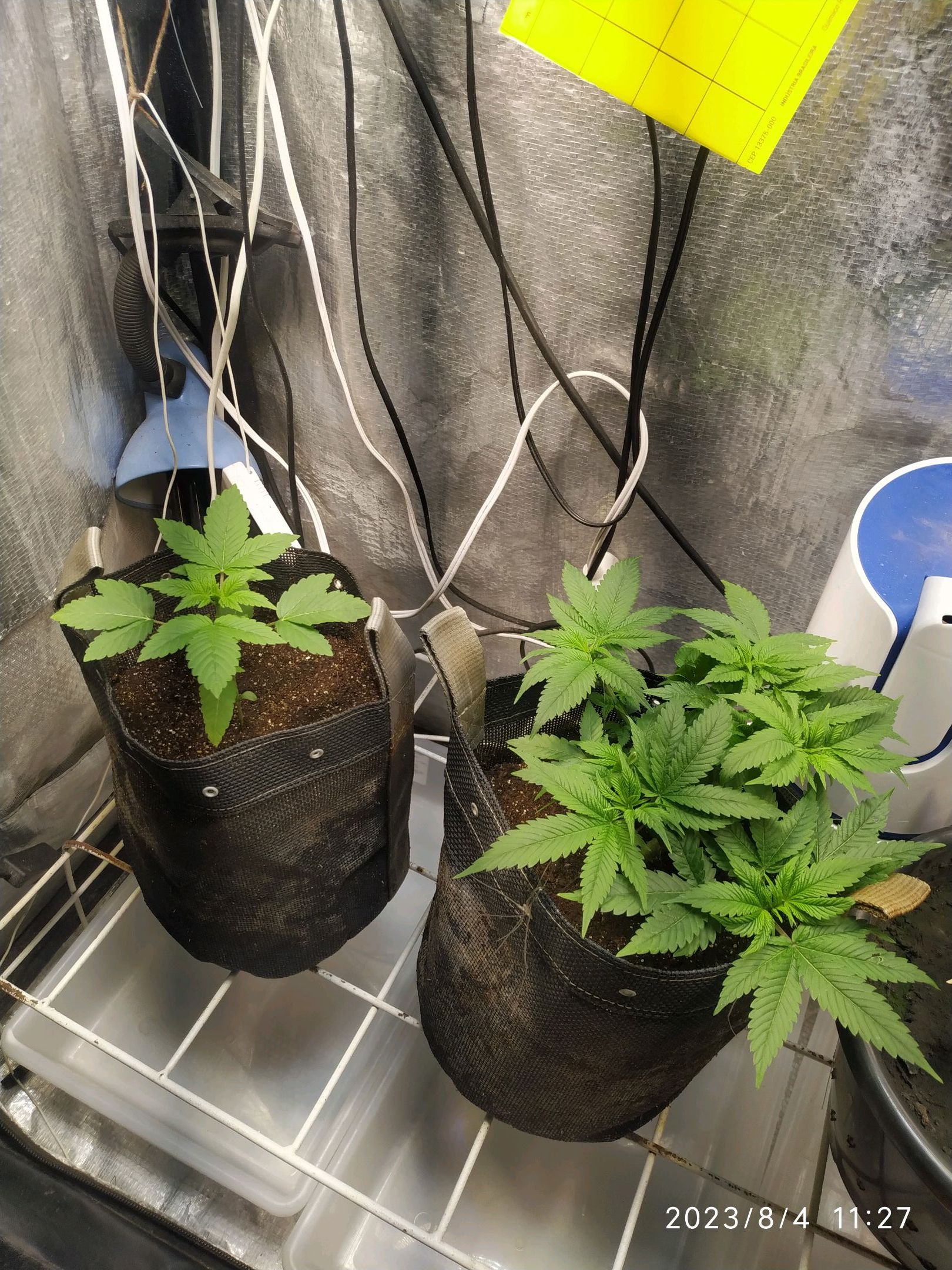 Jaqueline growlog photo 117