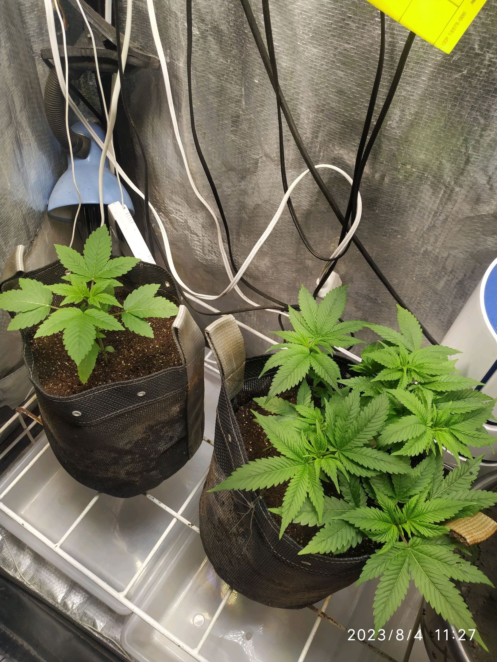 Jaqueline growlog photo 116