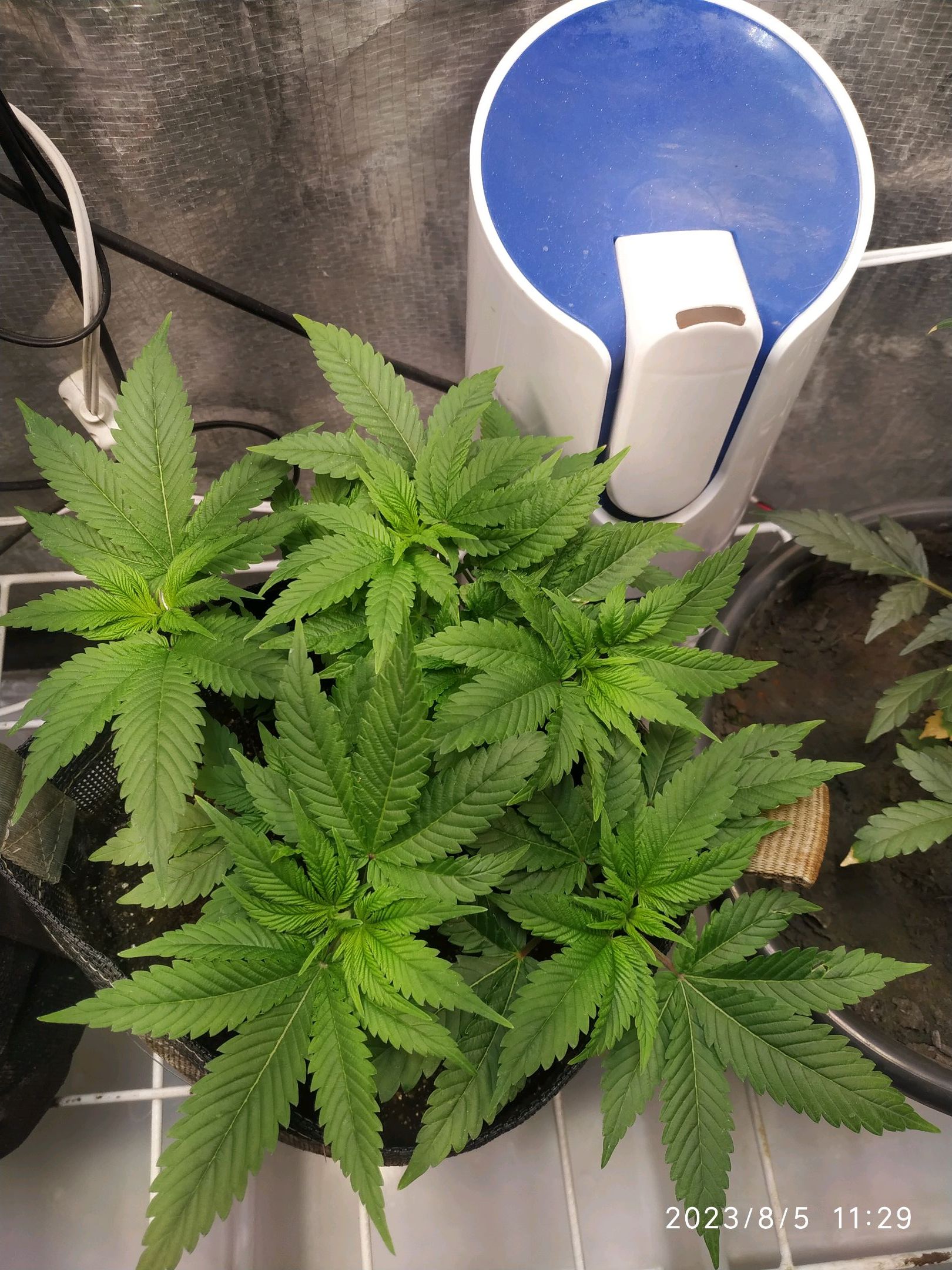 Jaqueline growlog photo 118