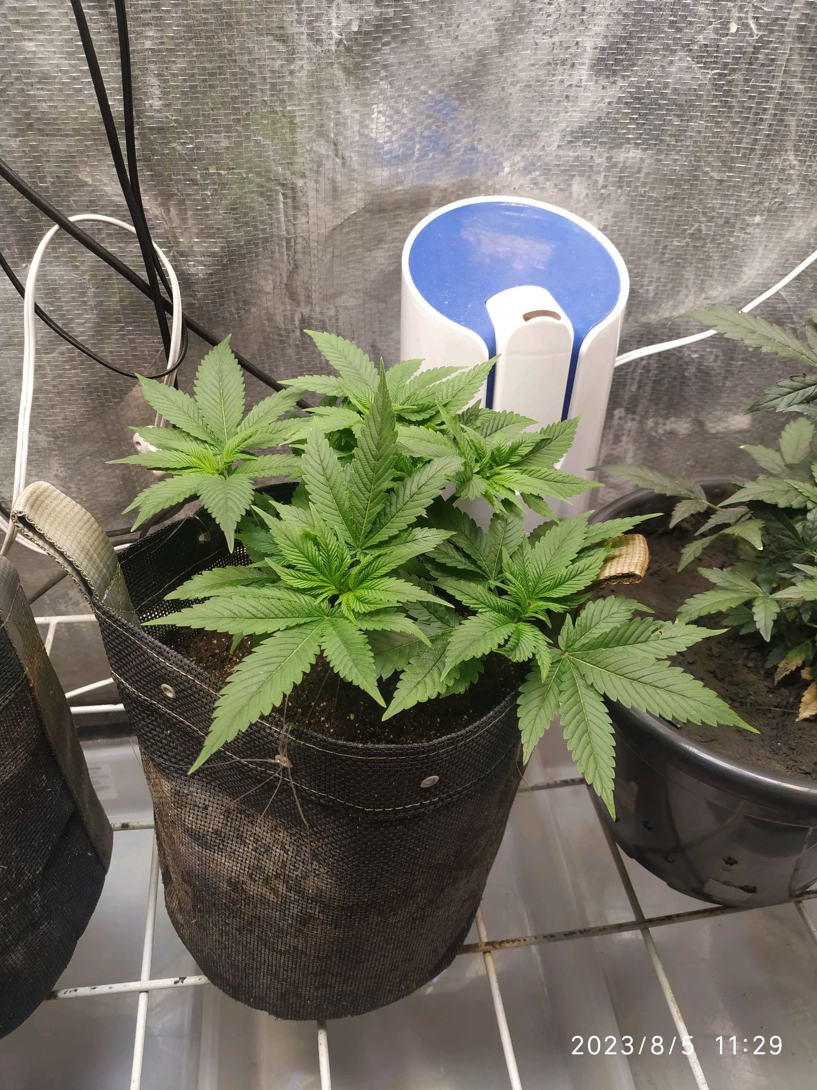 Jaqueline growlog photo 120