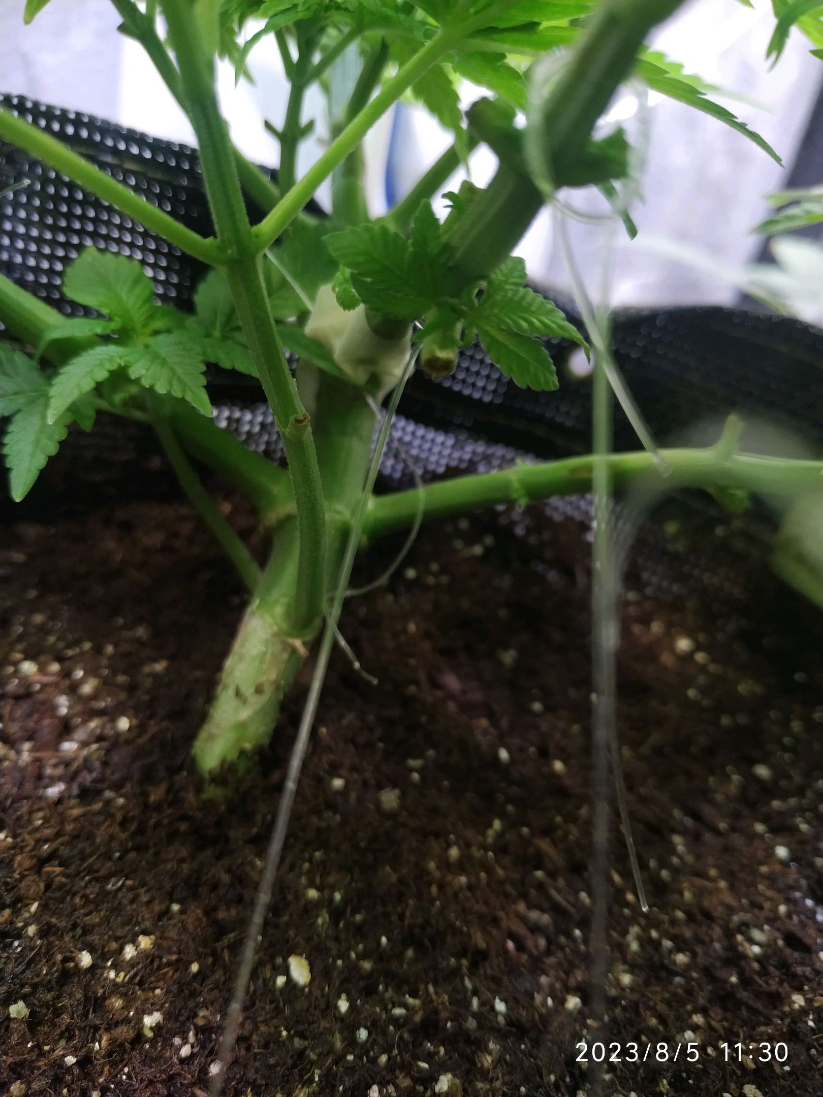 Jaqueline growlog photo 122