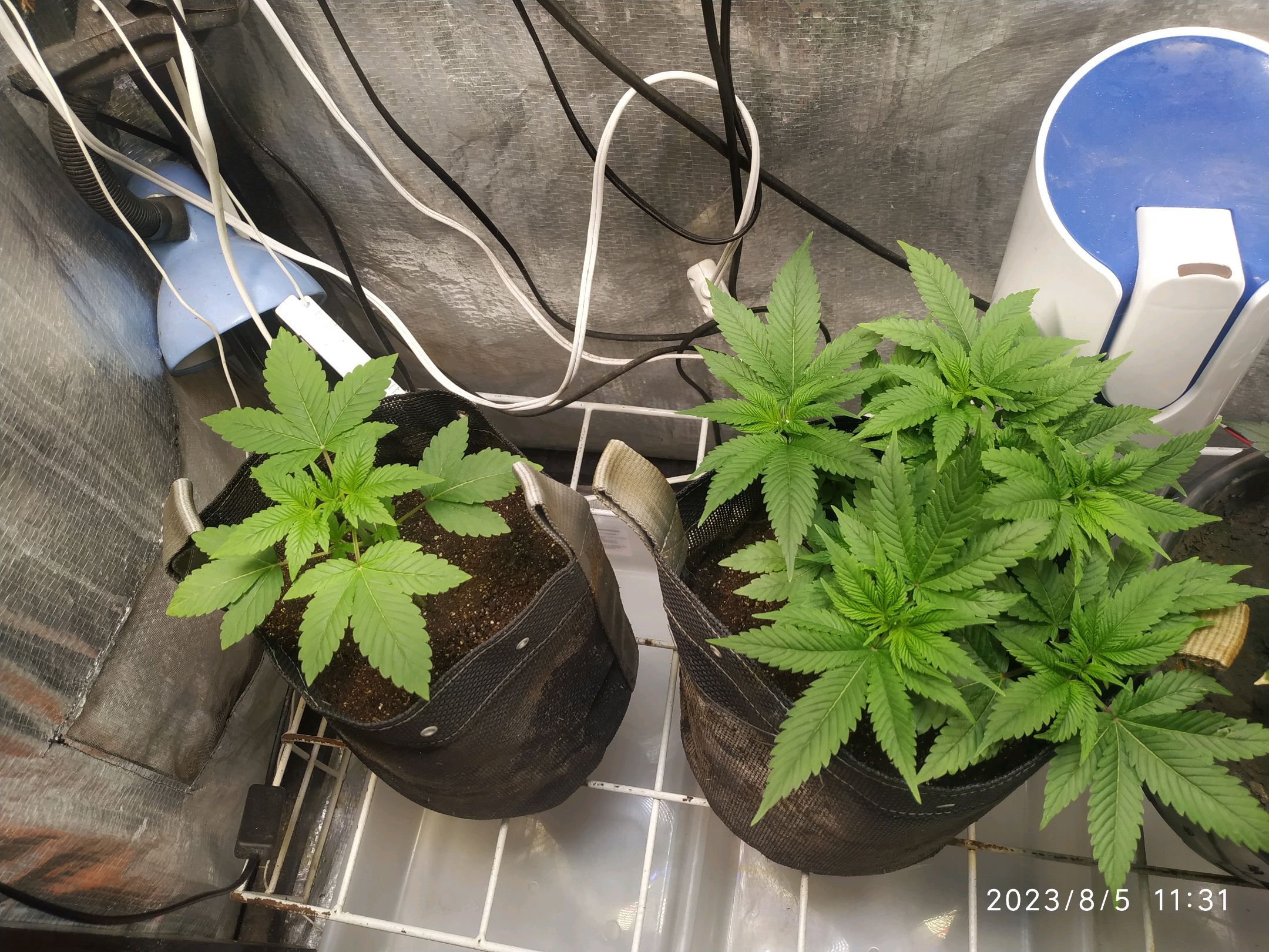 Jaqueline growlog photo 119