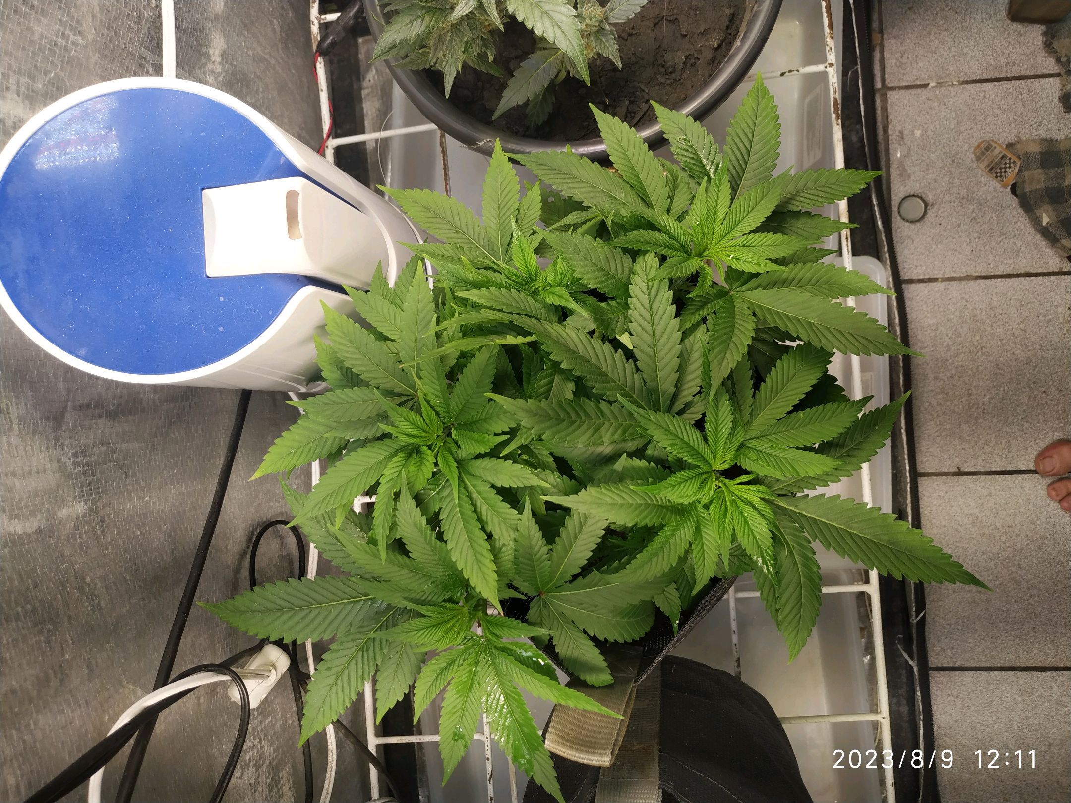 Jaqueline growlog photo 125