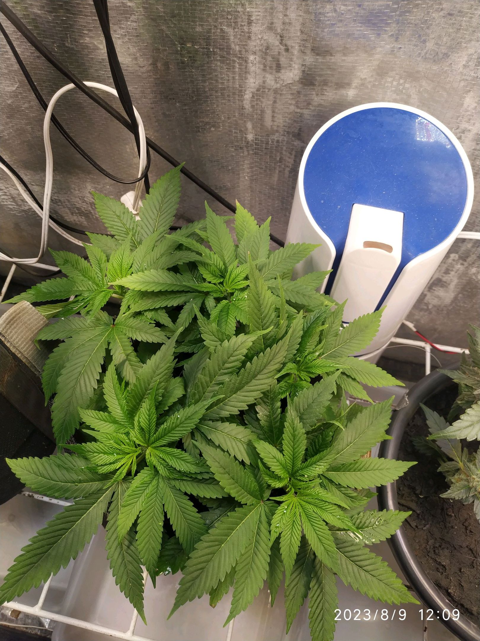 Jaqueline growlog photo 124