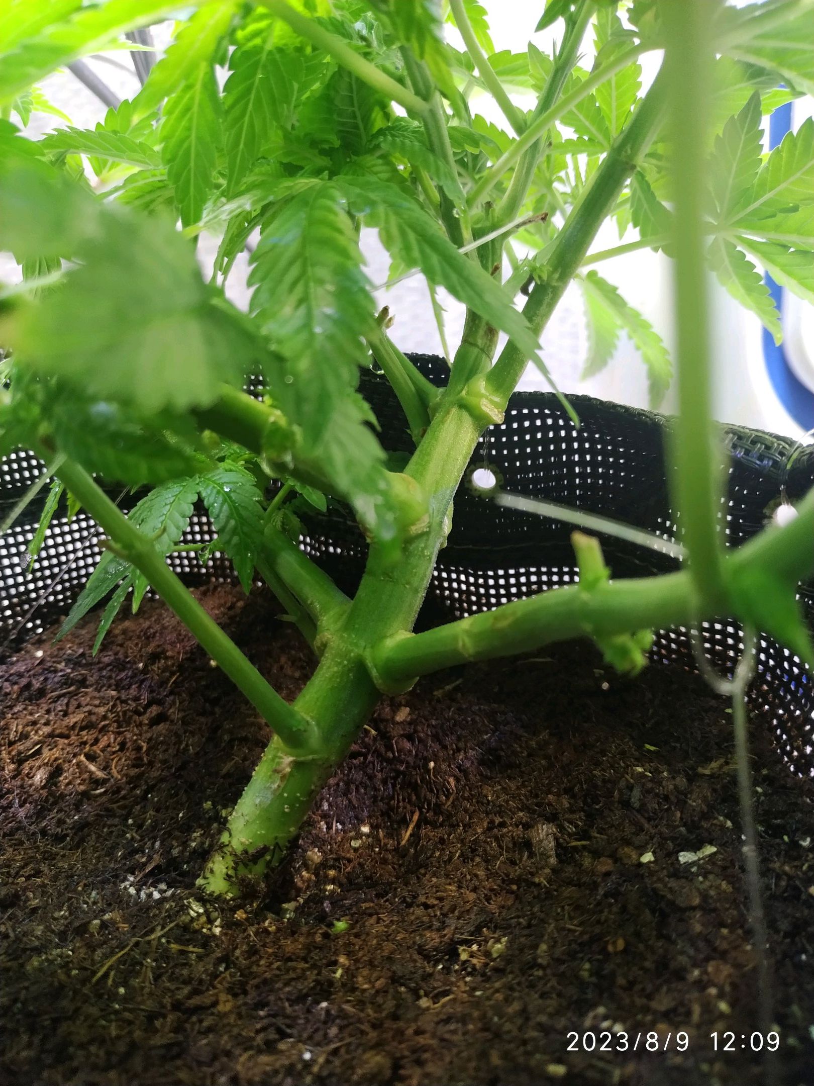 Jaqueline growlog photo 128