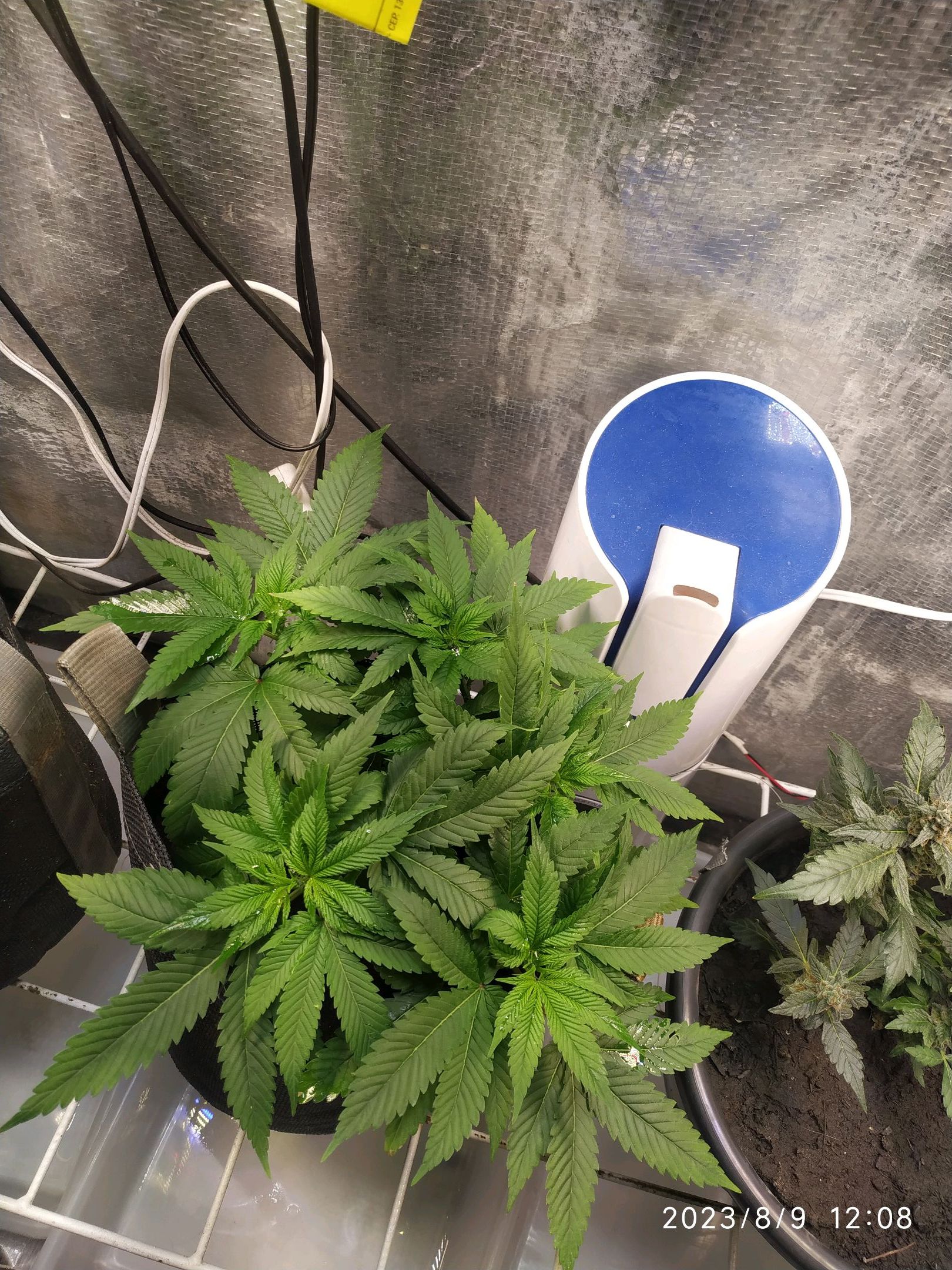 Jaqueline growlog photo 129