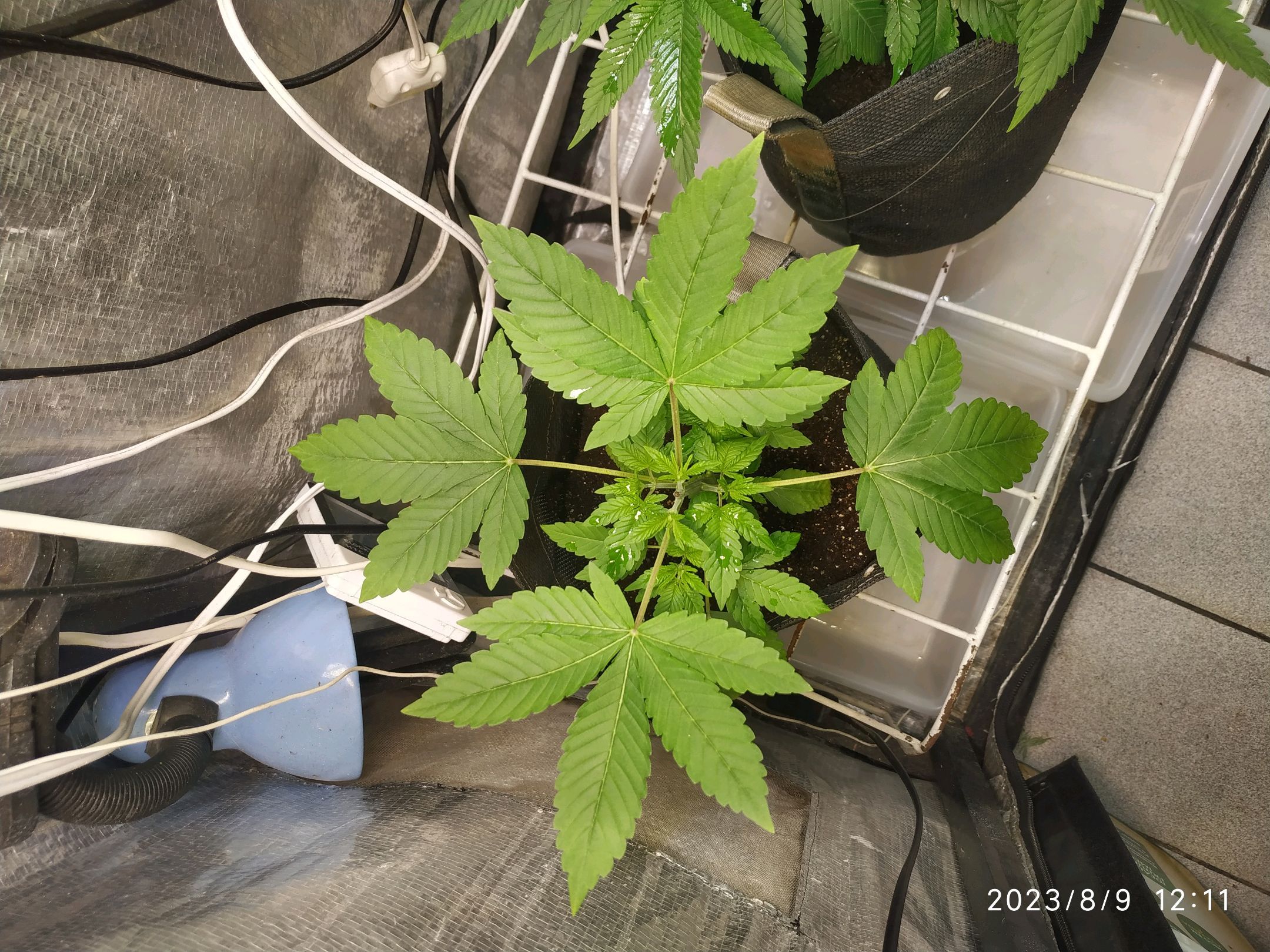 Jaqueline growlog photo 126