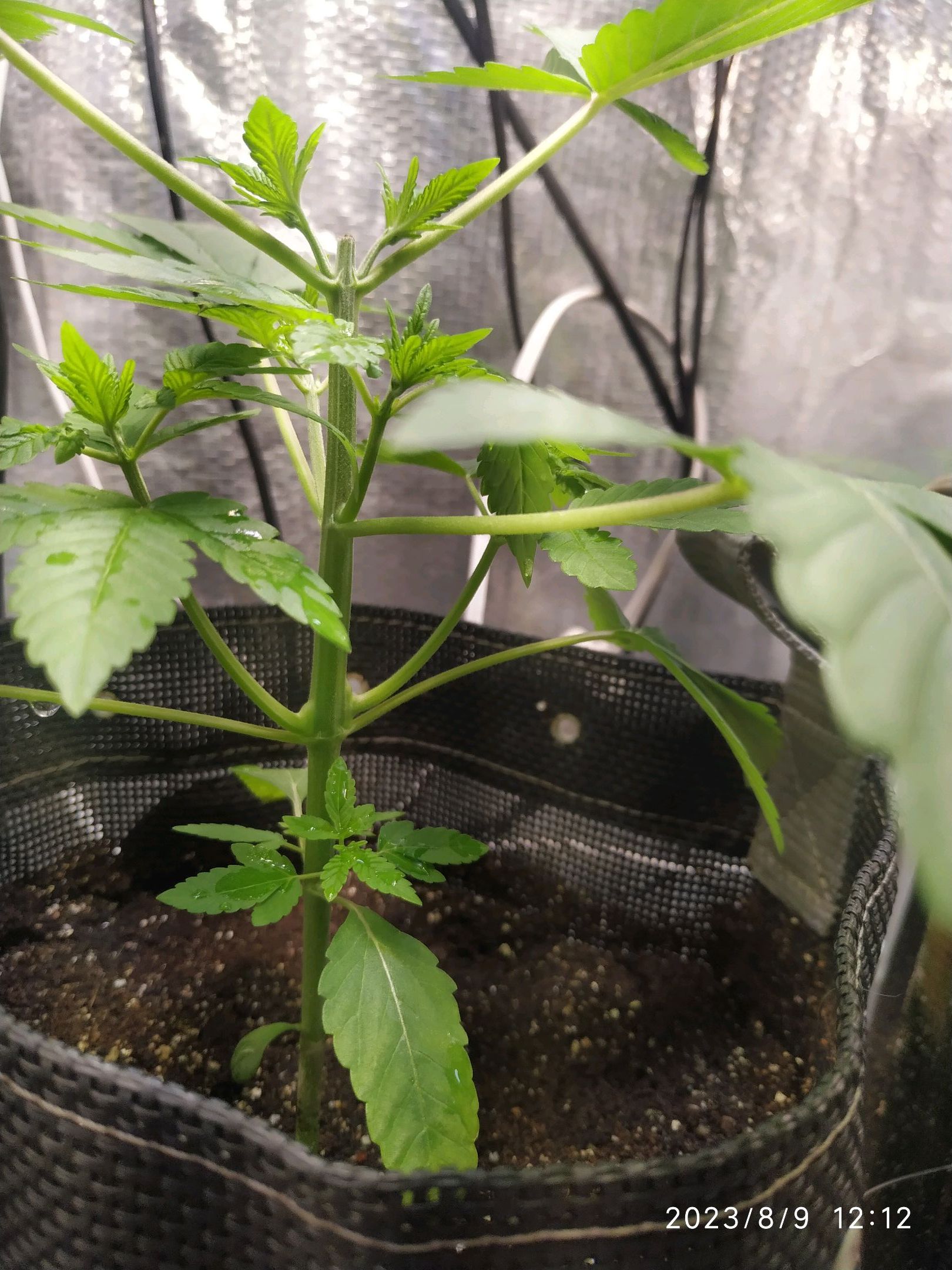 Jaqueline growlog photo 127