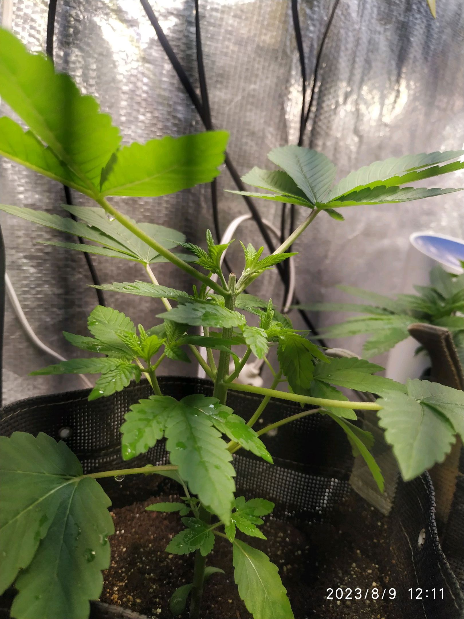 Jaqueline growlog photo 131