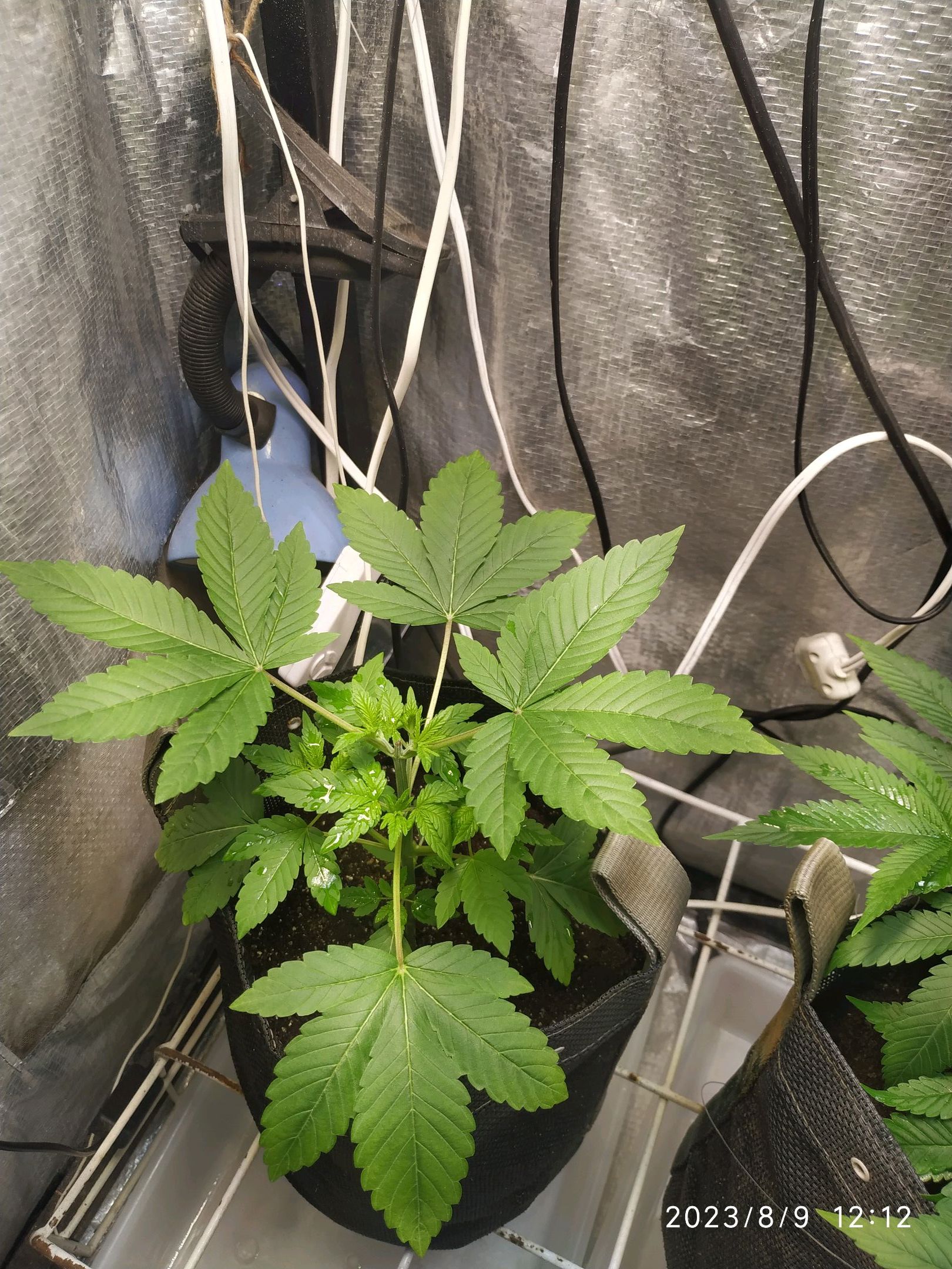 Jaqueline growlog photo 132