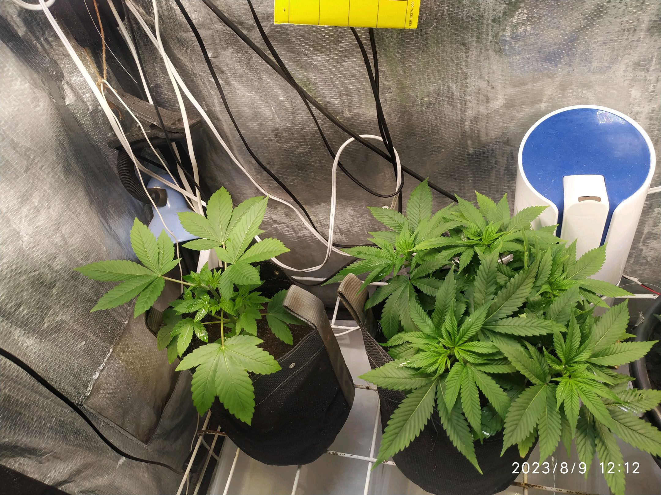 Jaqueline growlog photo 130