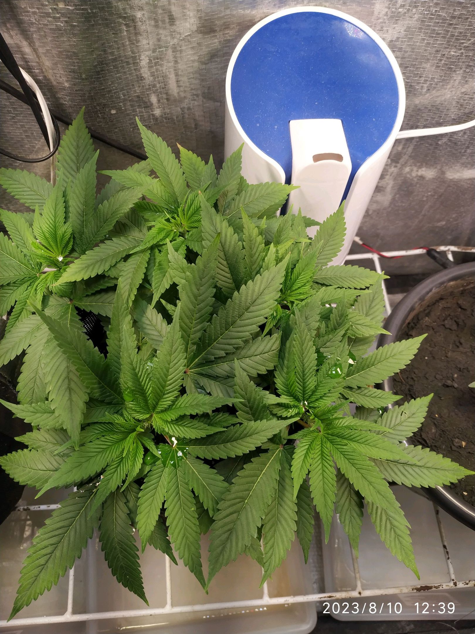 Jaqueline growlog photo 133