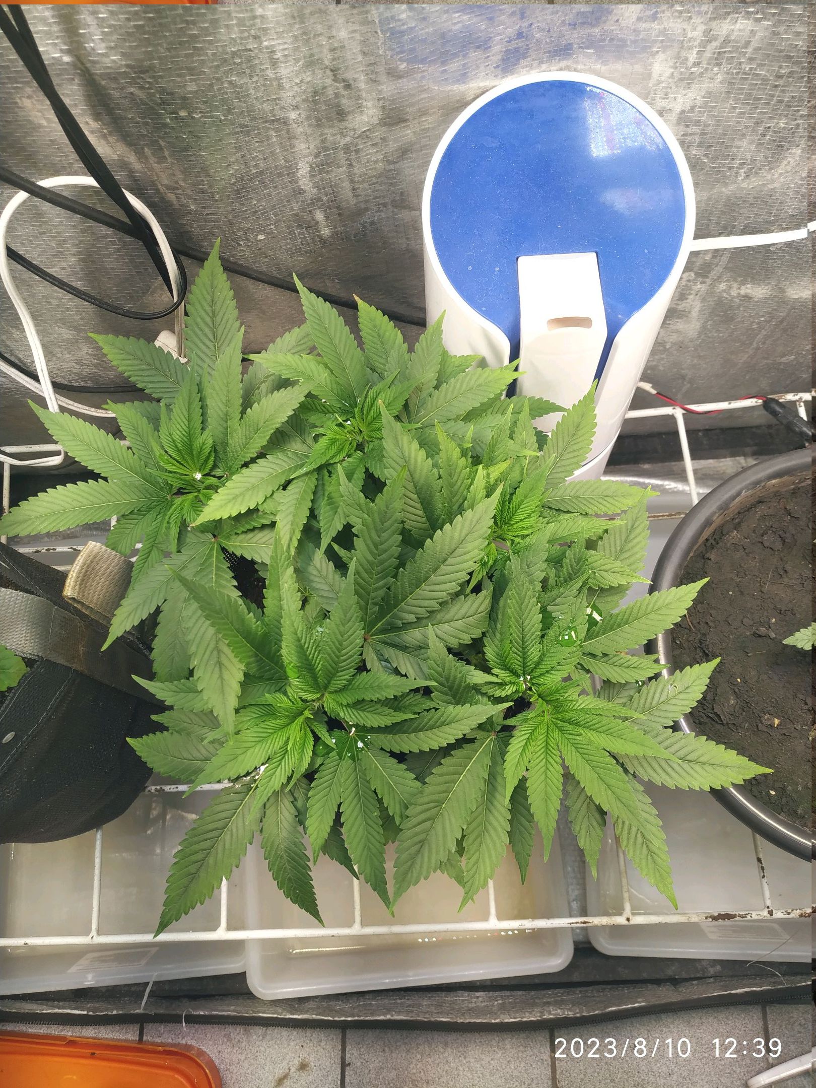 Jaqueline growlog photo 134