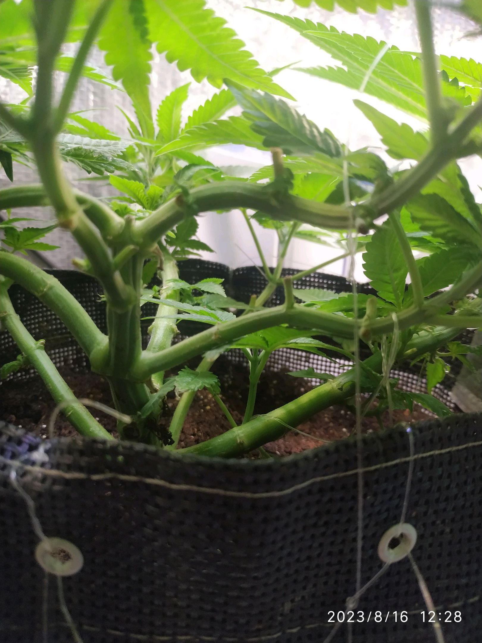 Jaqueline growlog photo 136