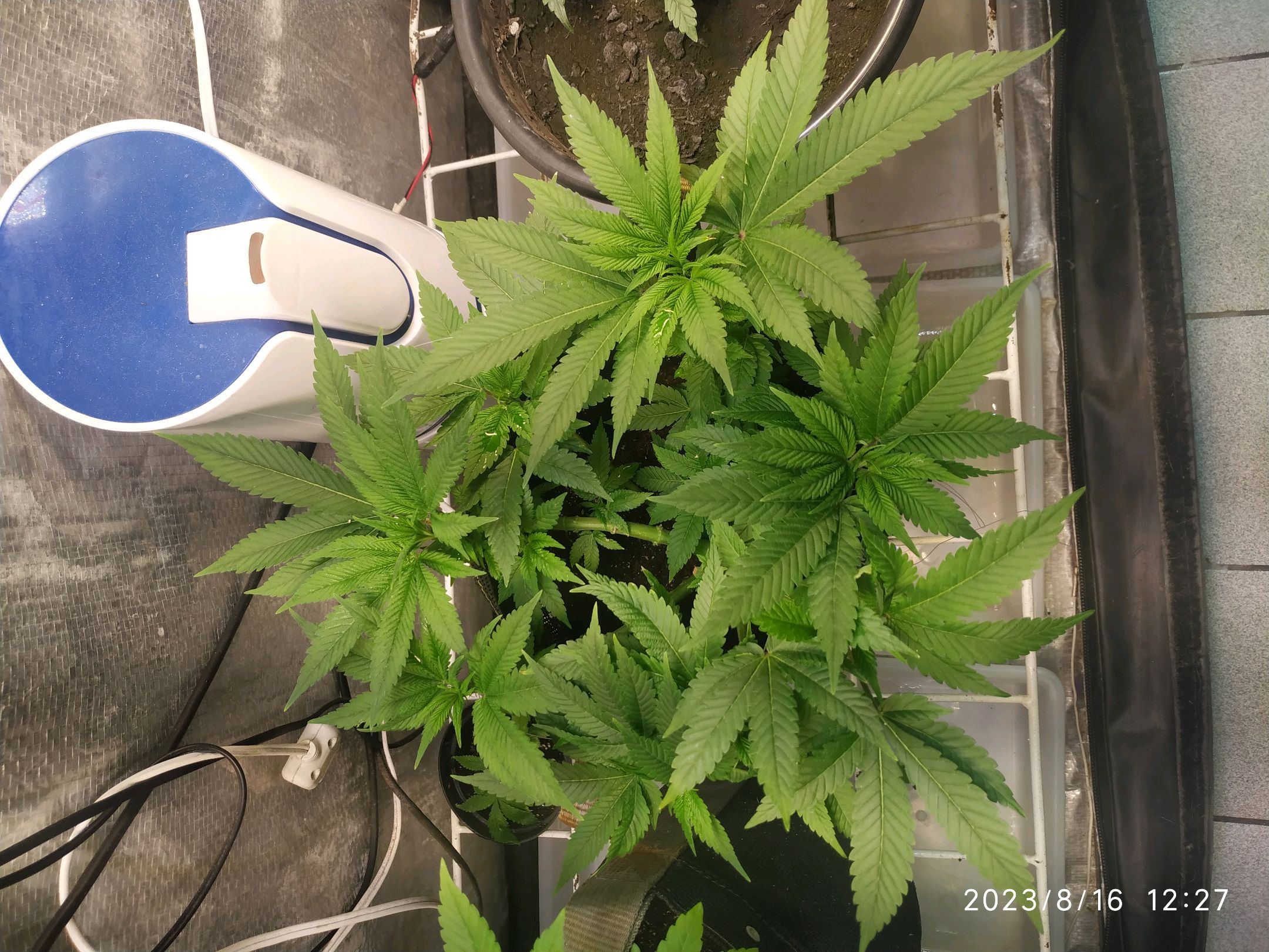 Jaqueline growlog photo 135