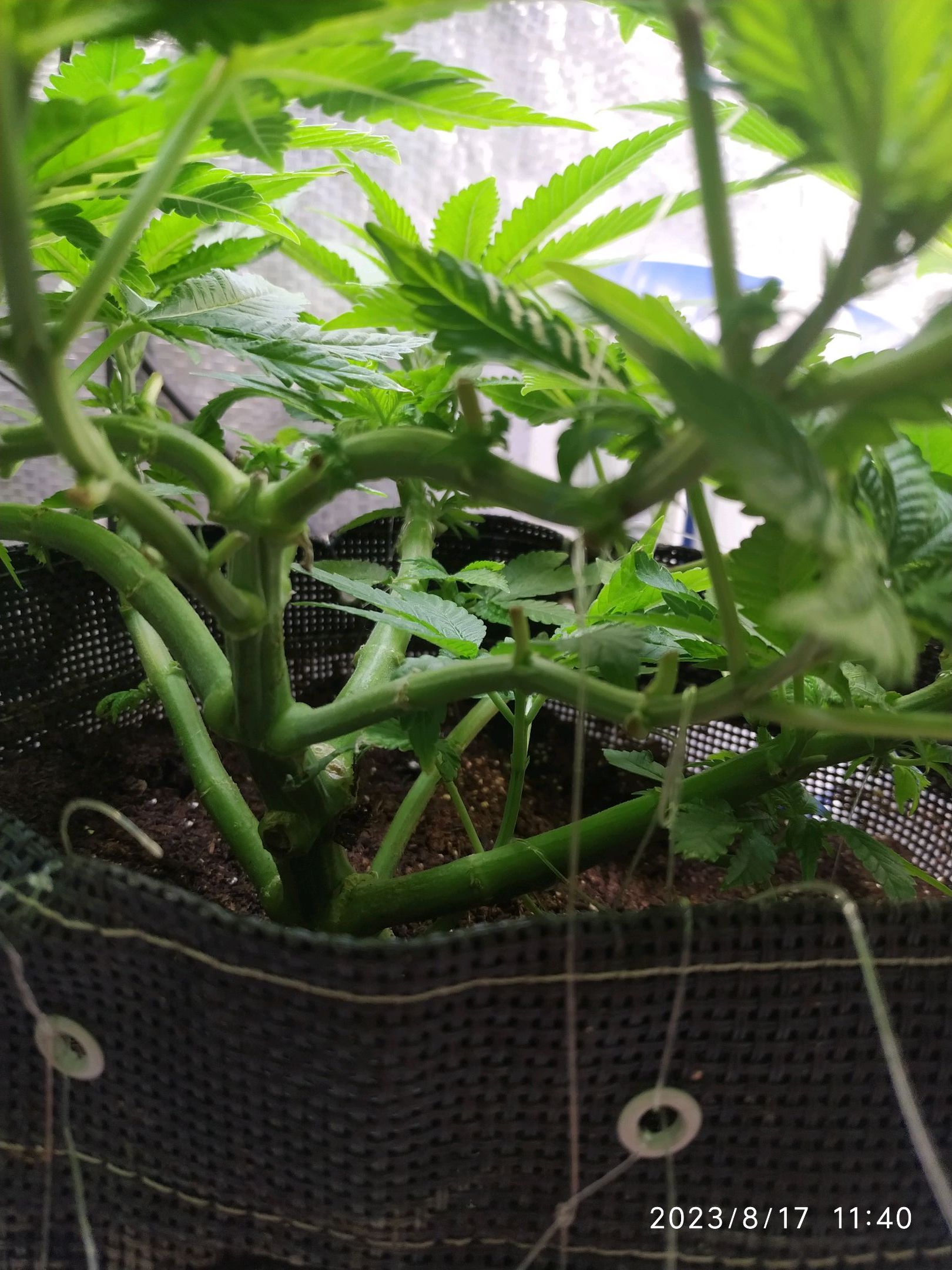 Jaqueline growlog photo 137