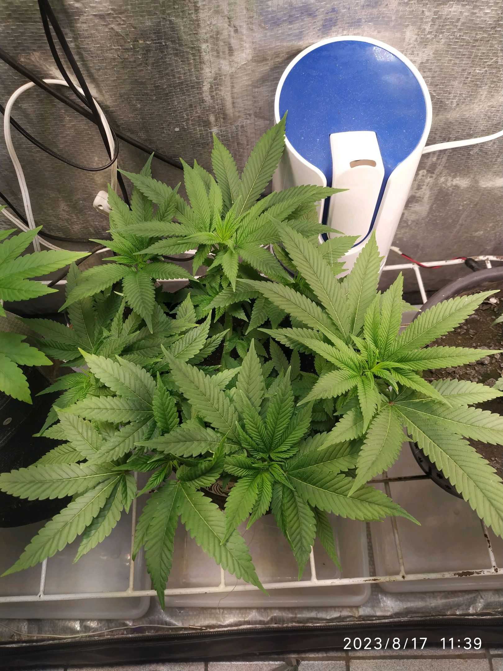 Jaqueline growlog photo 140