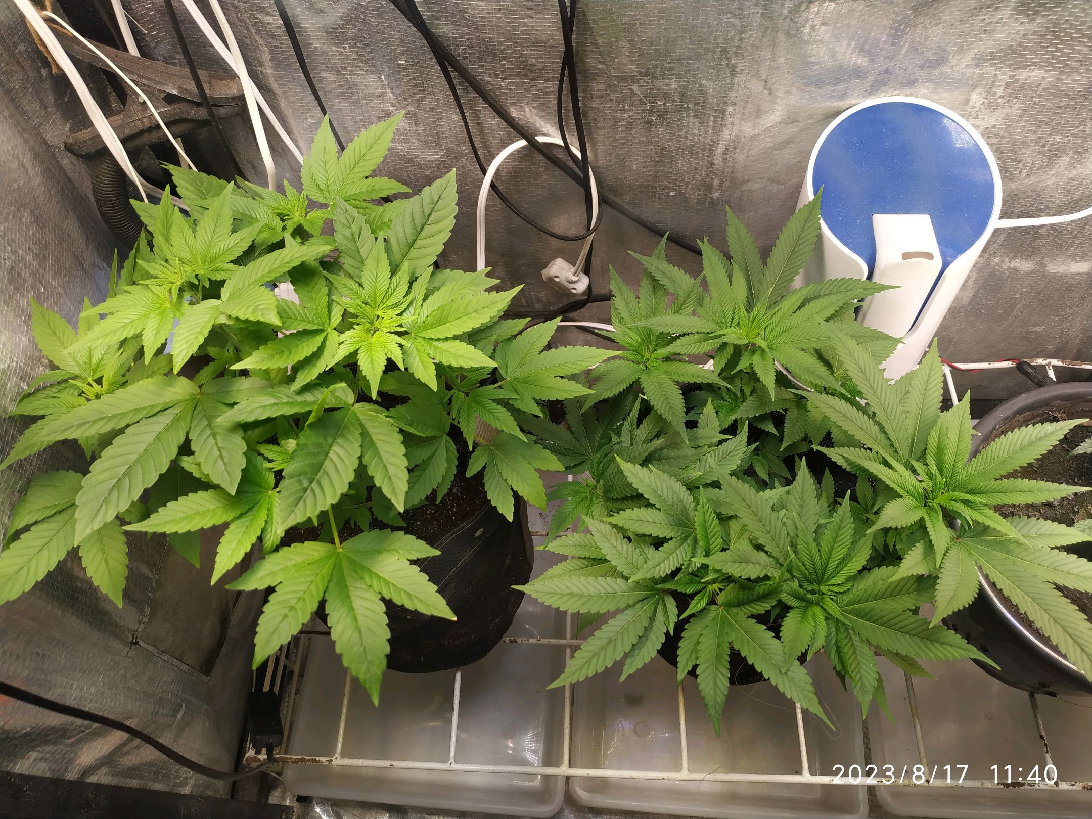 Jaqueline growlog photo 139