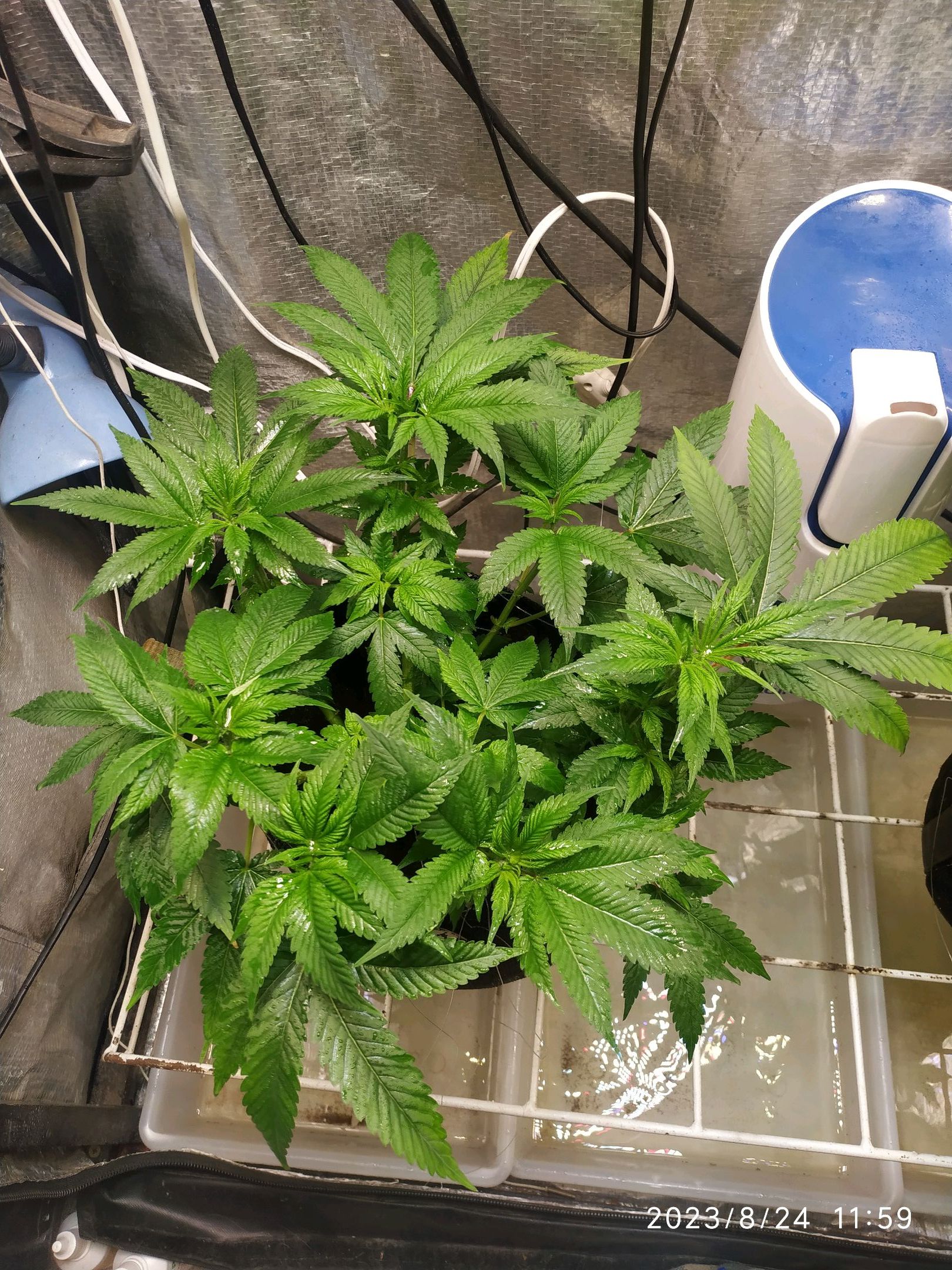 Jaqueline growlog photo 142