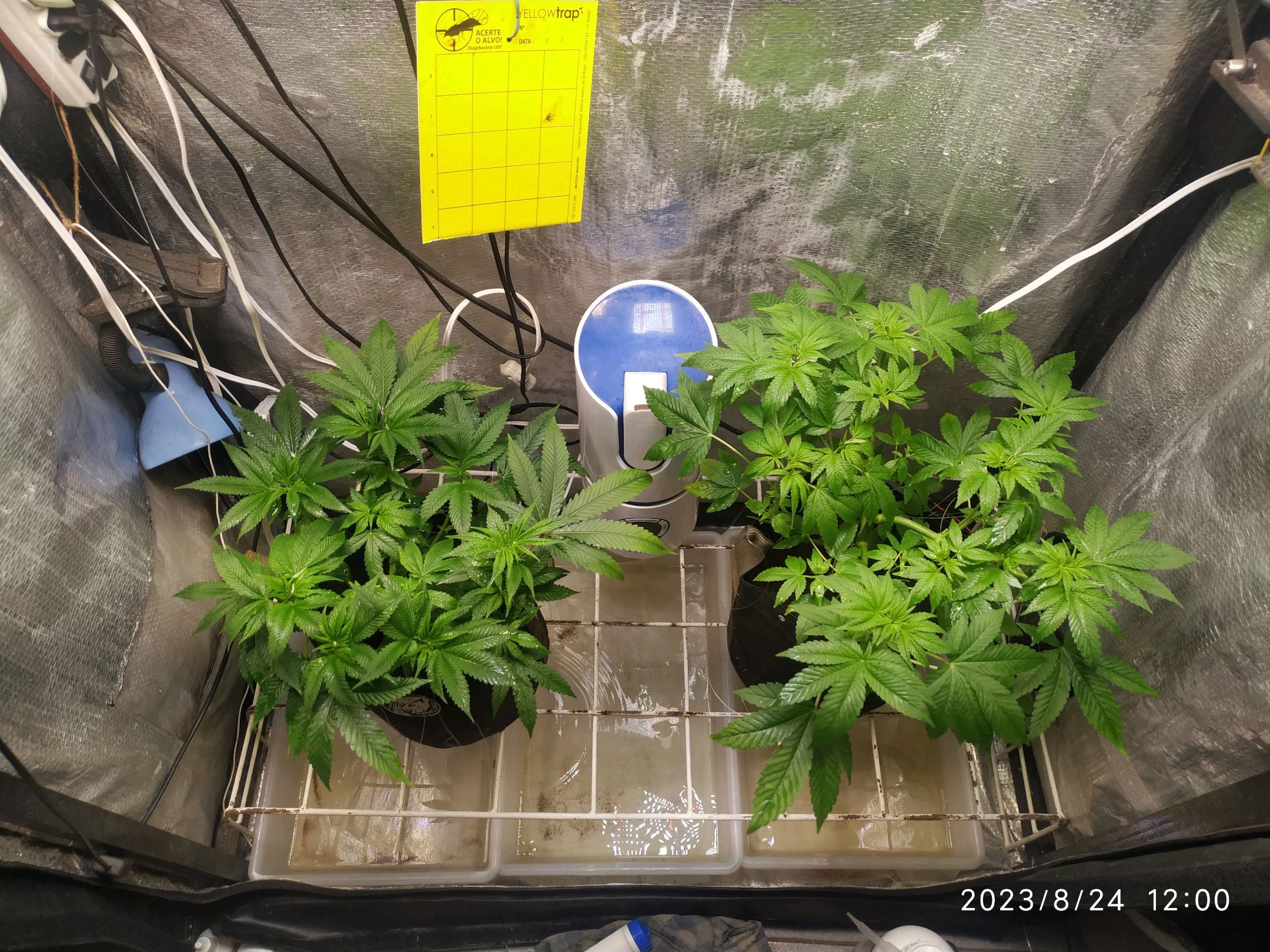 Jaqueline growlog photo 143