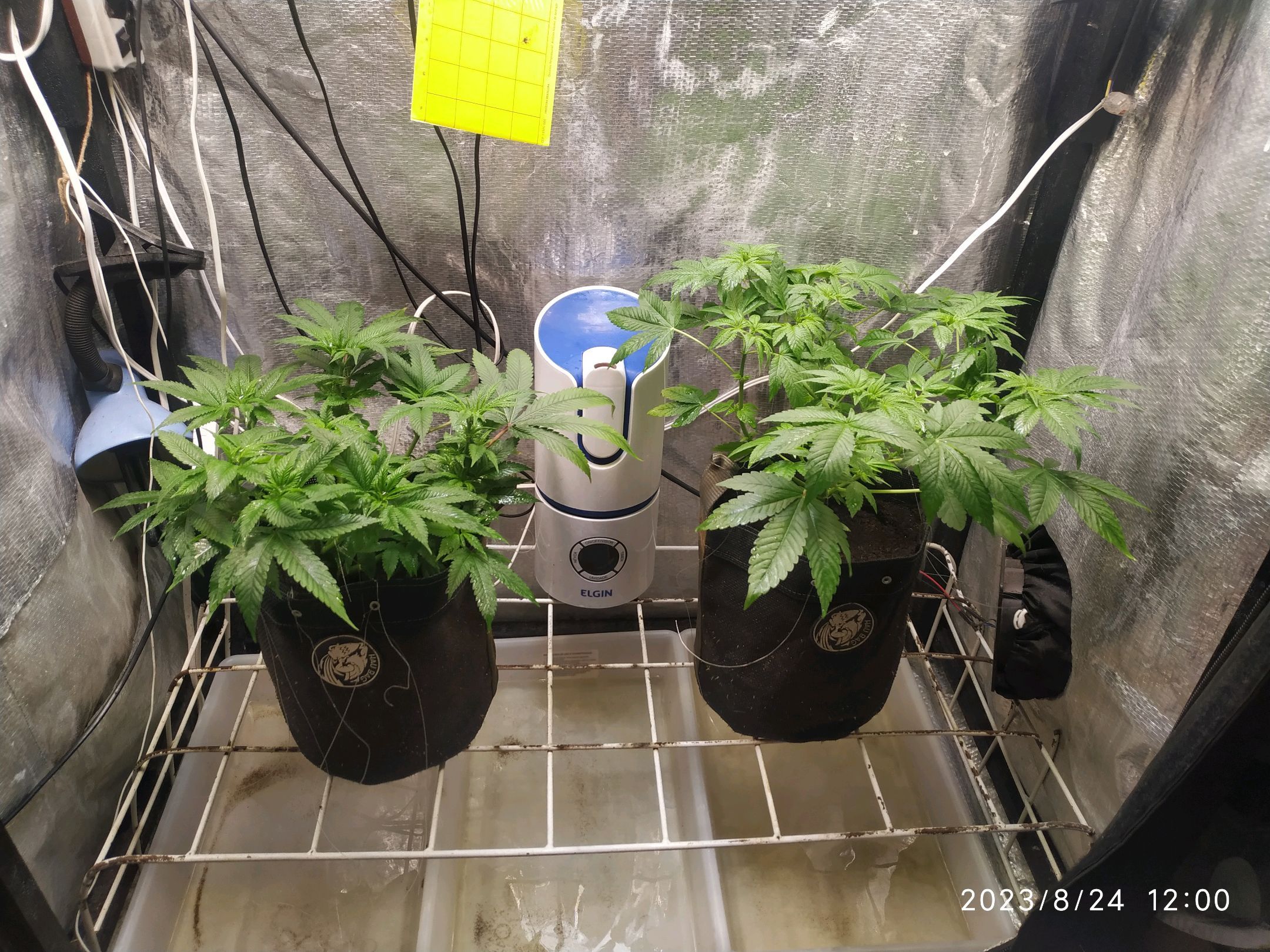 Jaqueline growlog photo 141