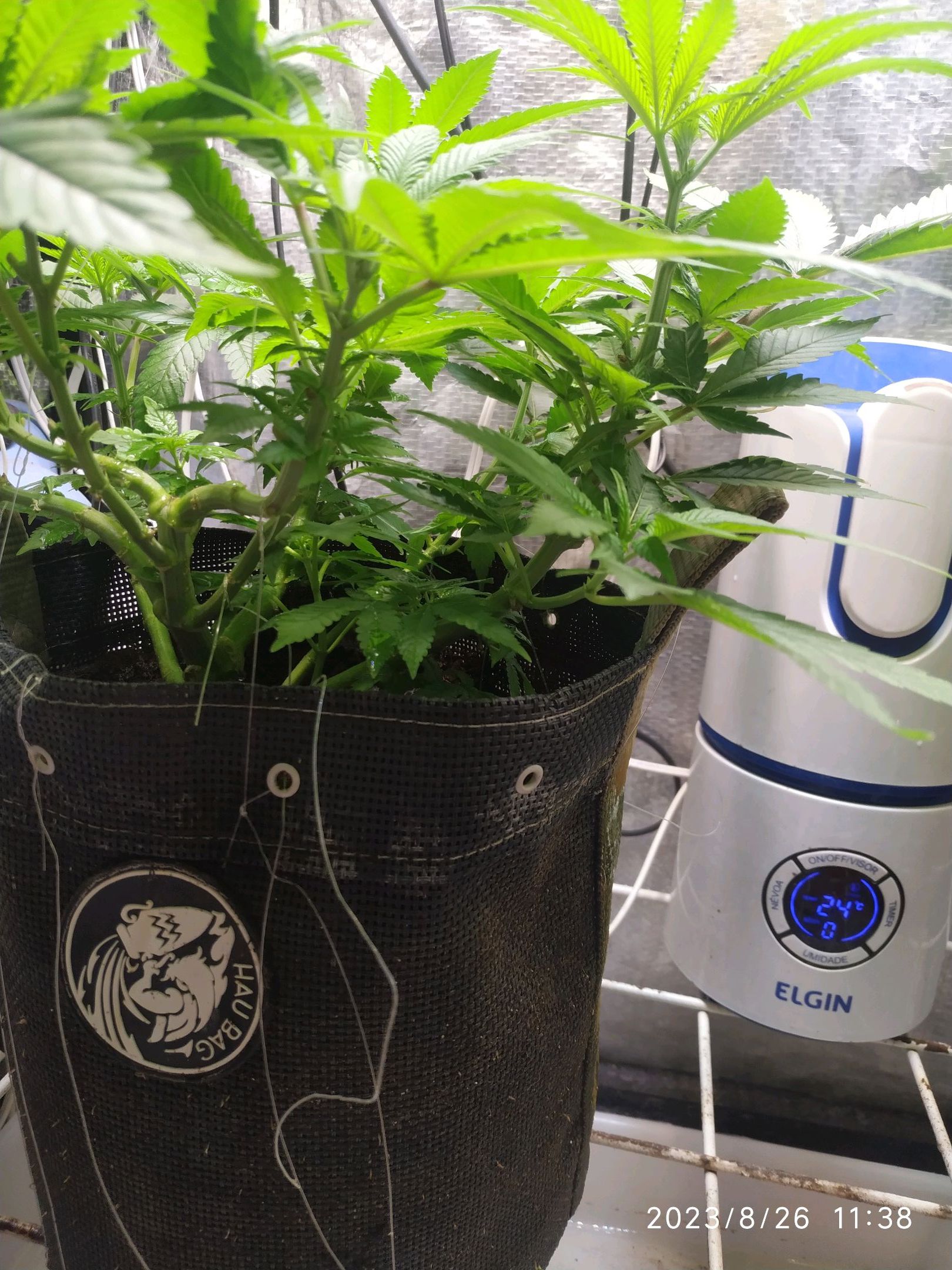 Jaqueline growlog photo 144