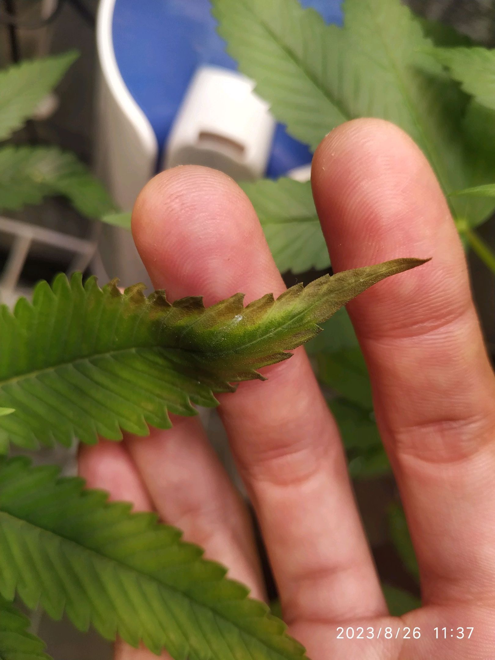 Jaqueline growlog photo 145