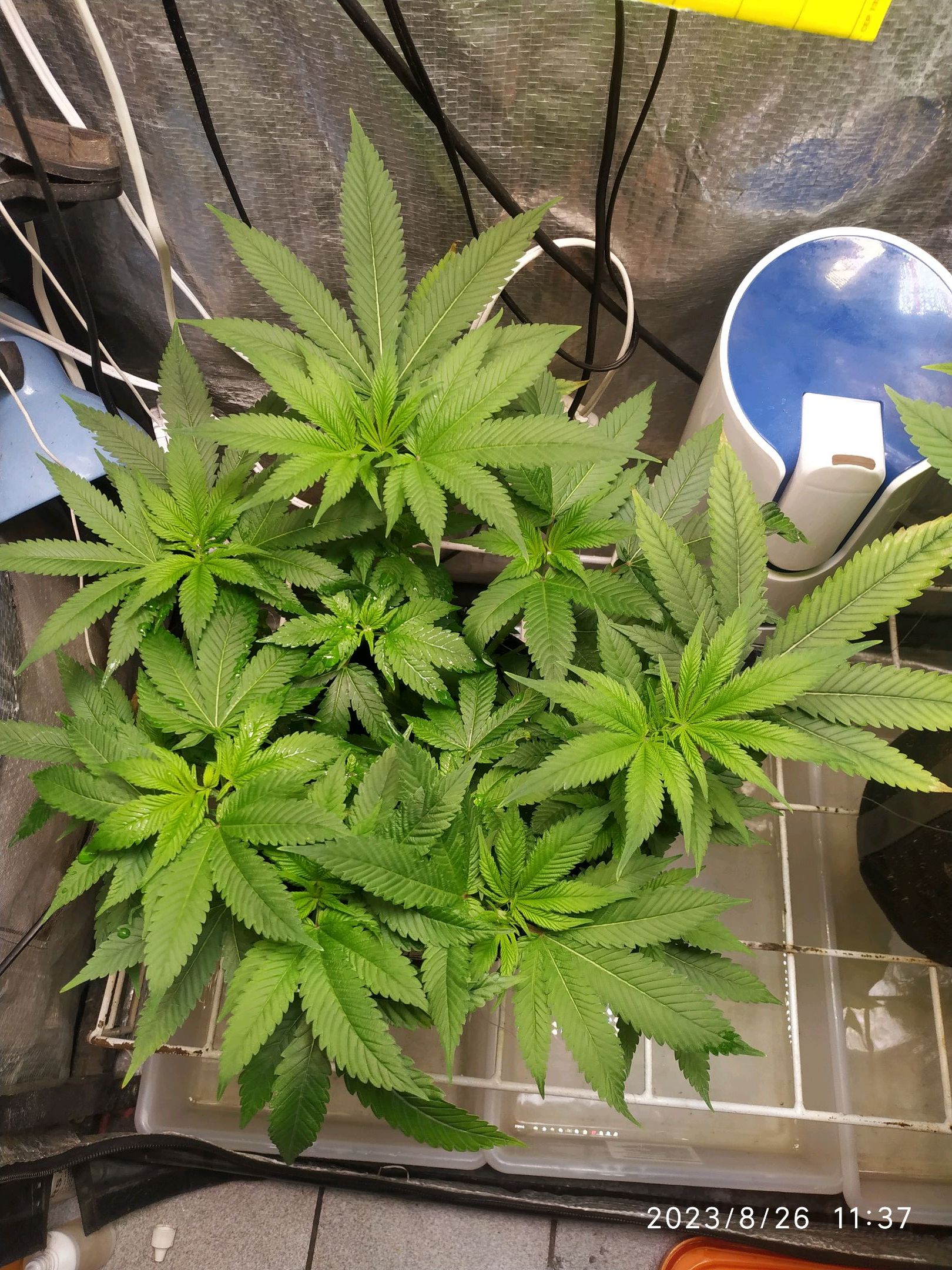 Jaqueline growlog photo 147