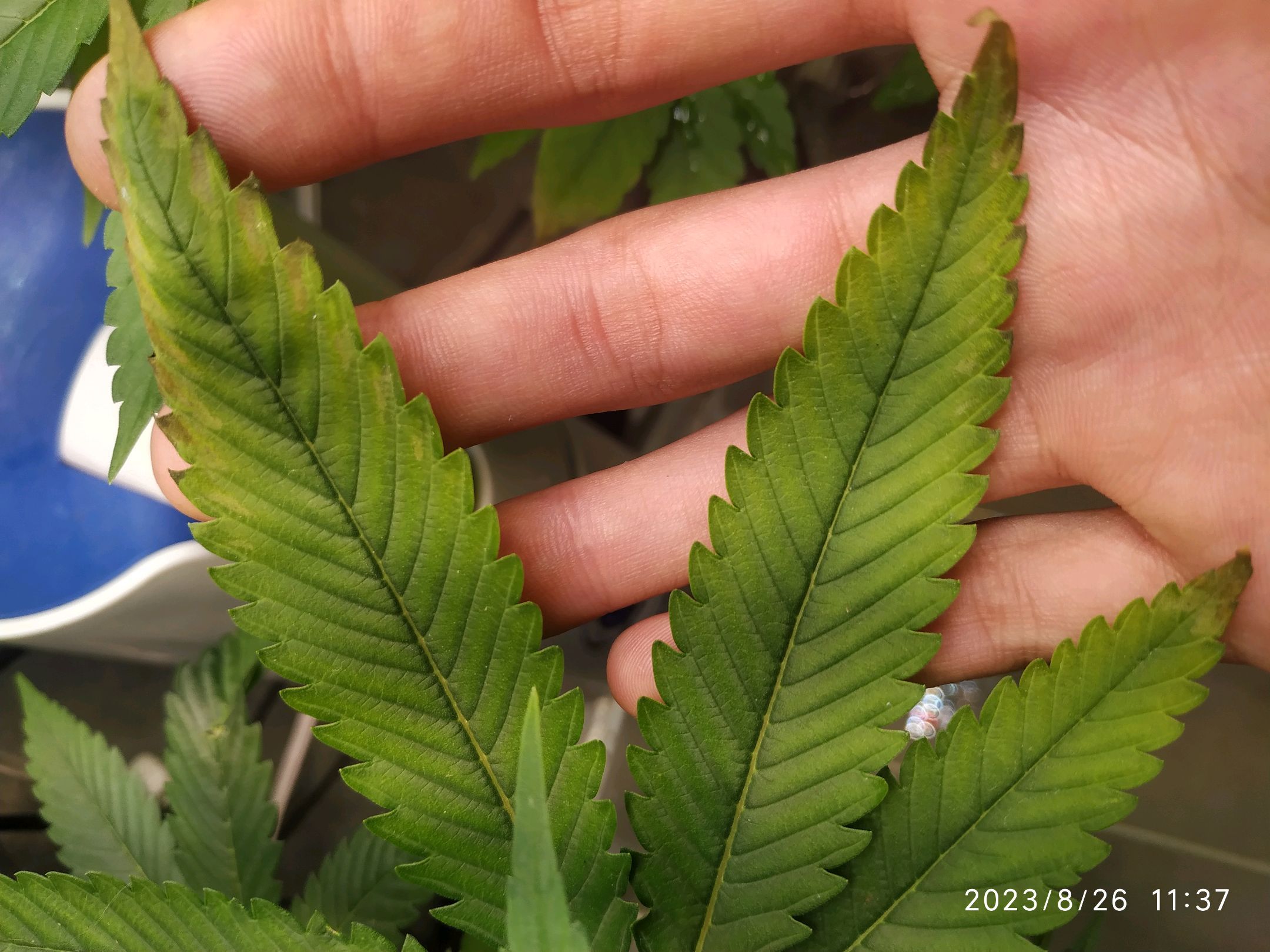 Jaqueline growlog photo 148