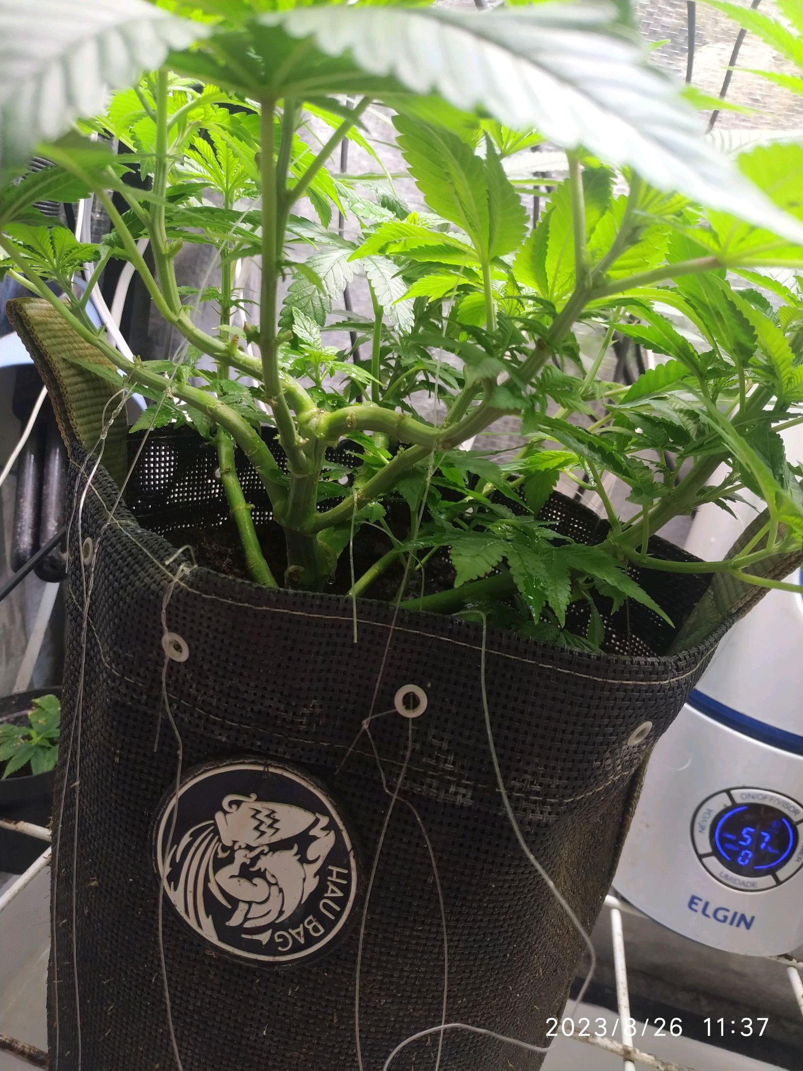 Jaqueline growlog photo 149