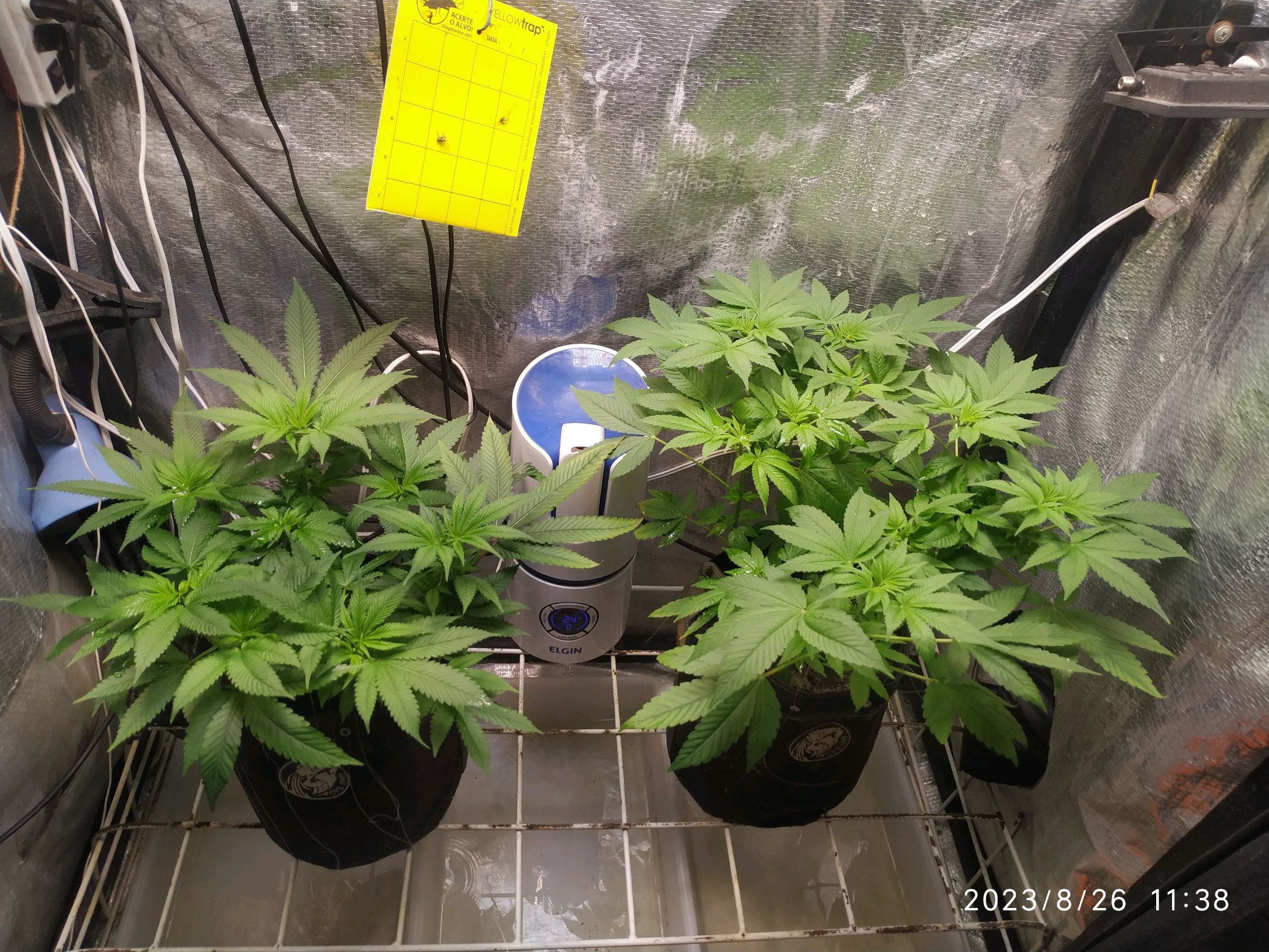 Jaqueline growlog photo 150