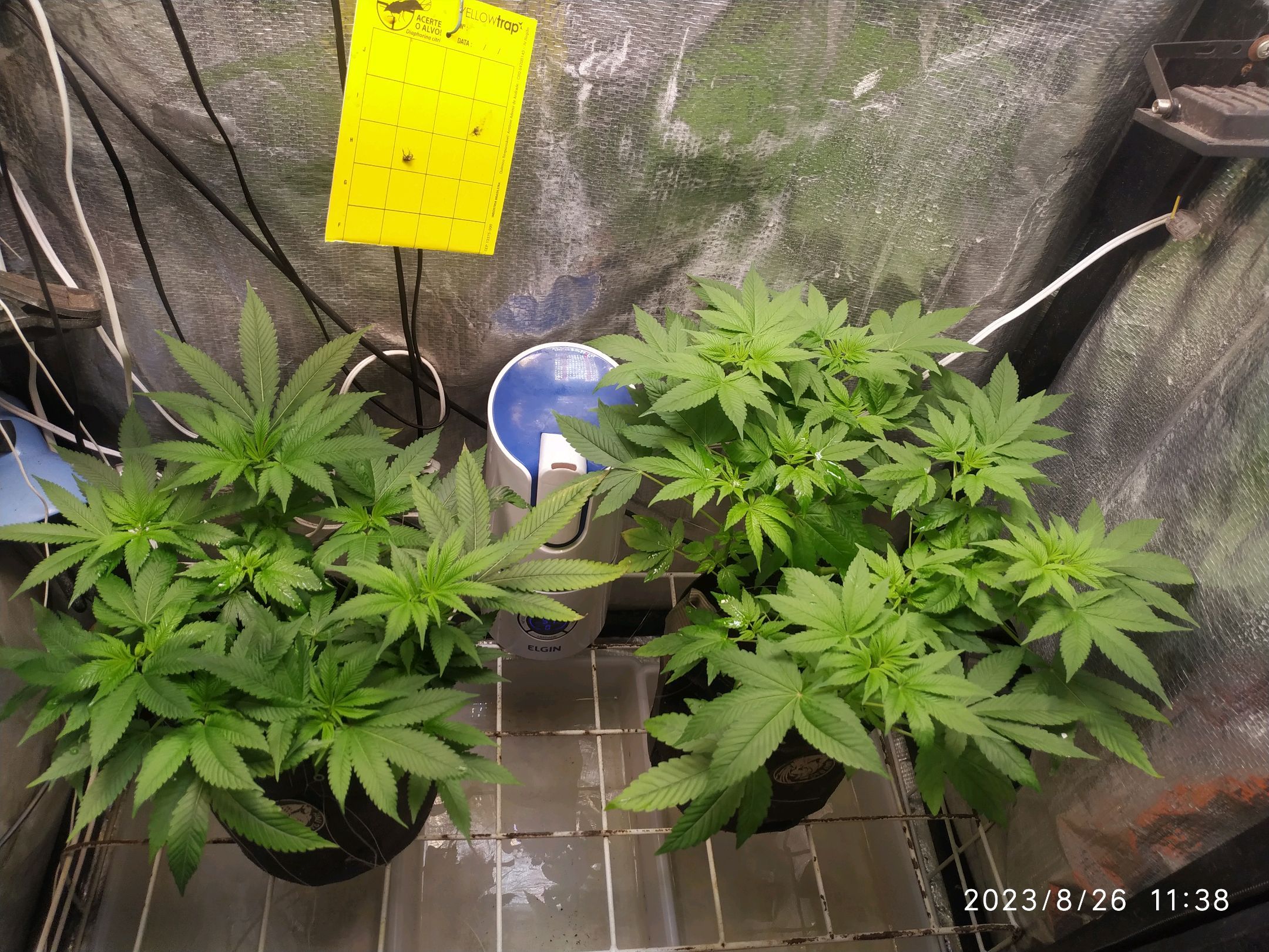 Jaqueline growlog photo 146