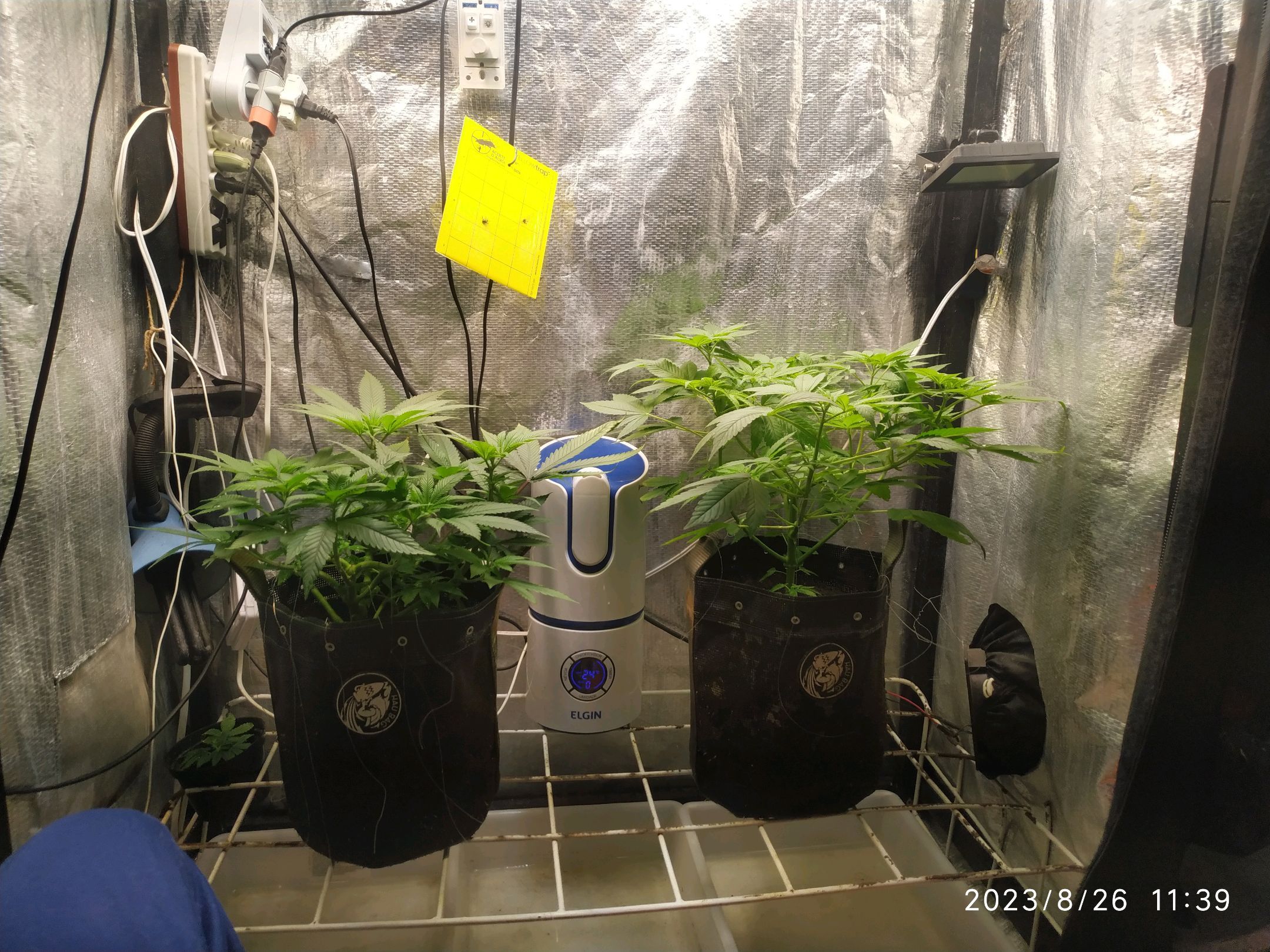 Jaqueline growlog photo 151