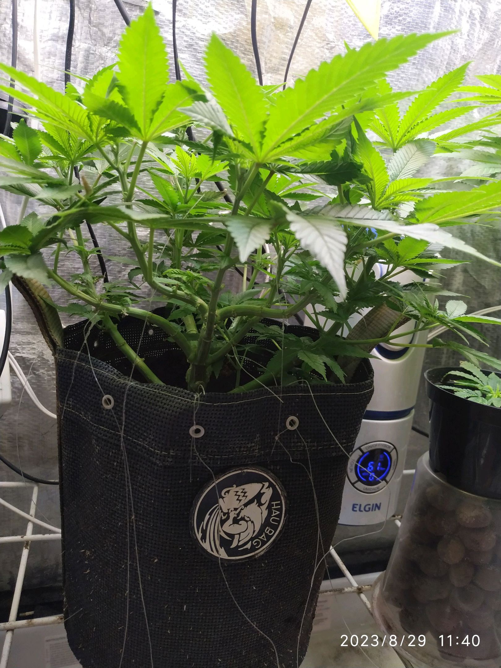 Jaqueline growlog photo 152