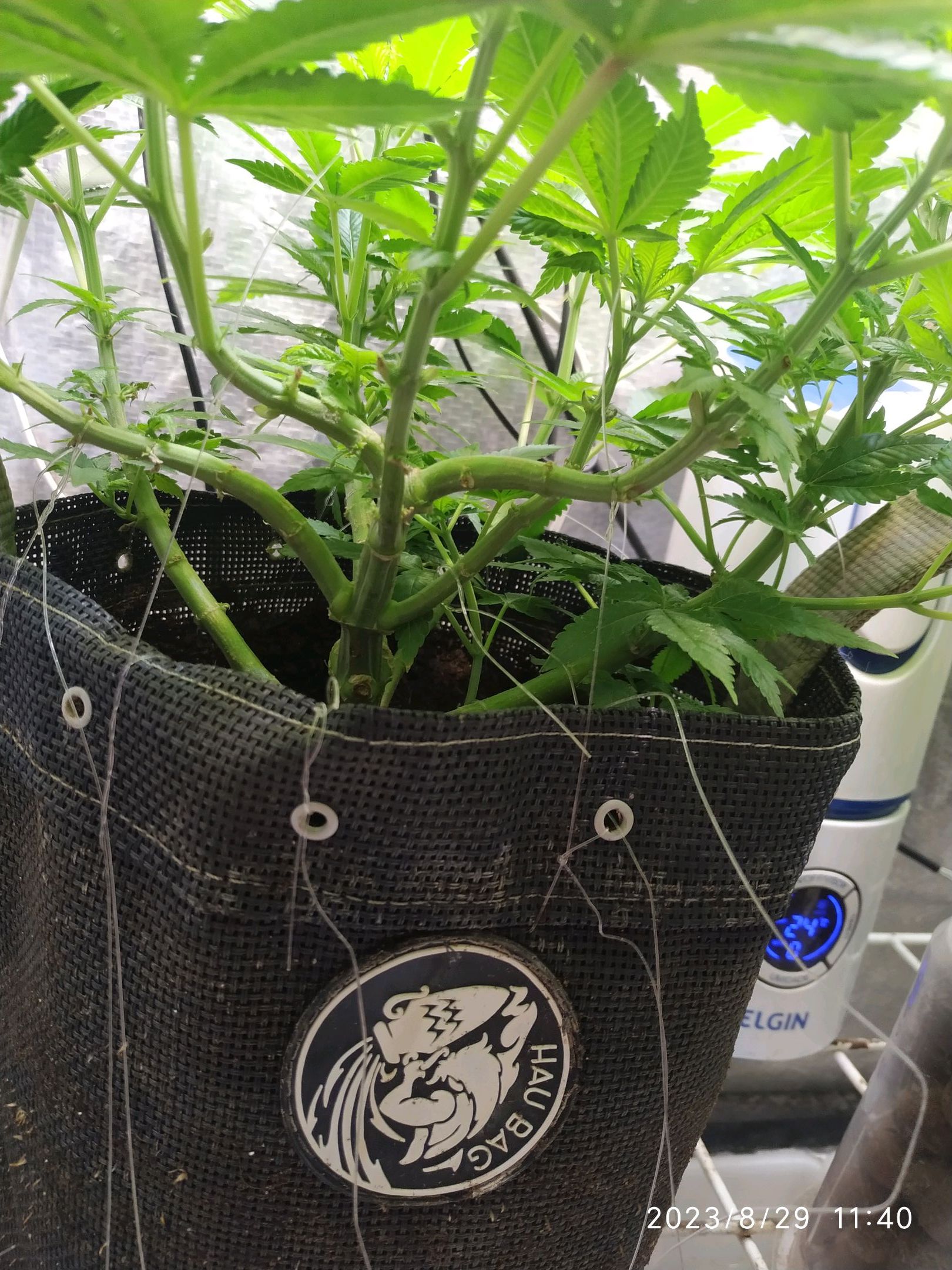 Jaqueline growlog photo 161