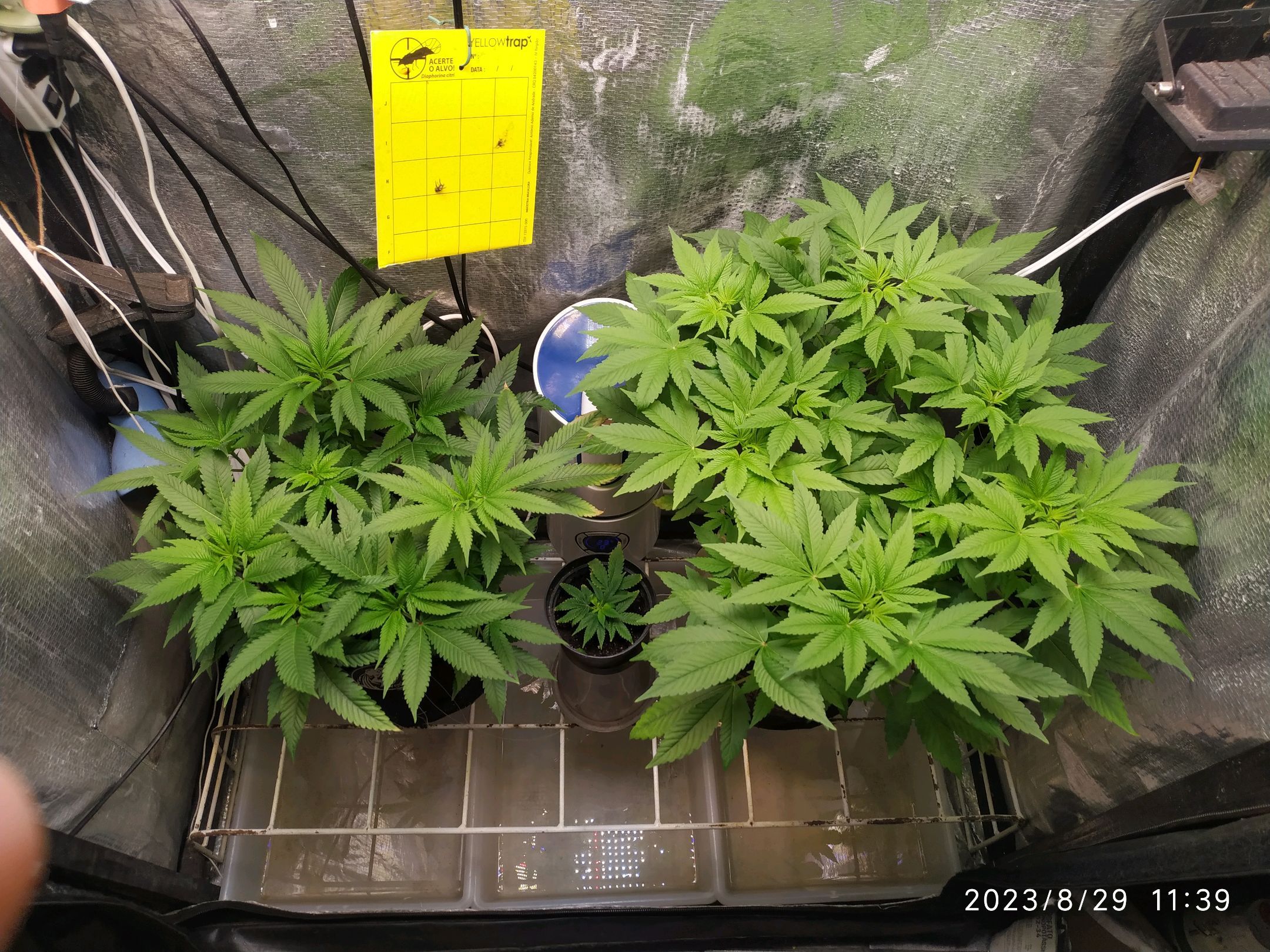 Jaqueline growlog photo 154