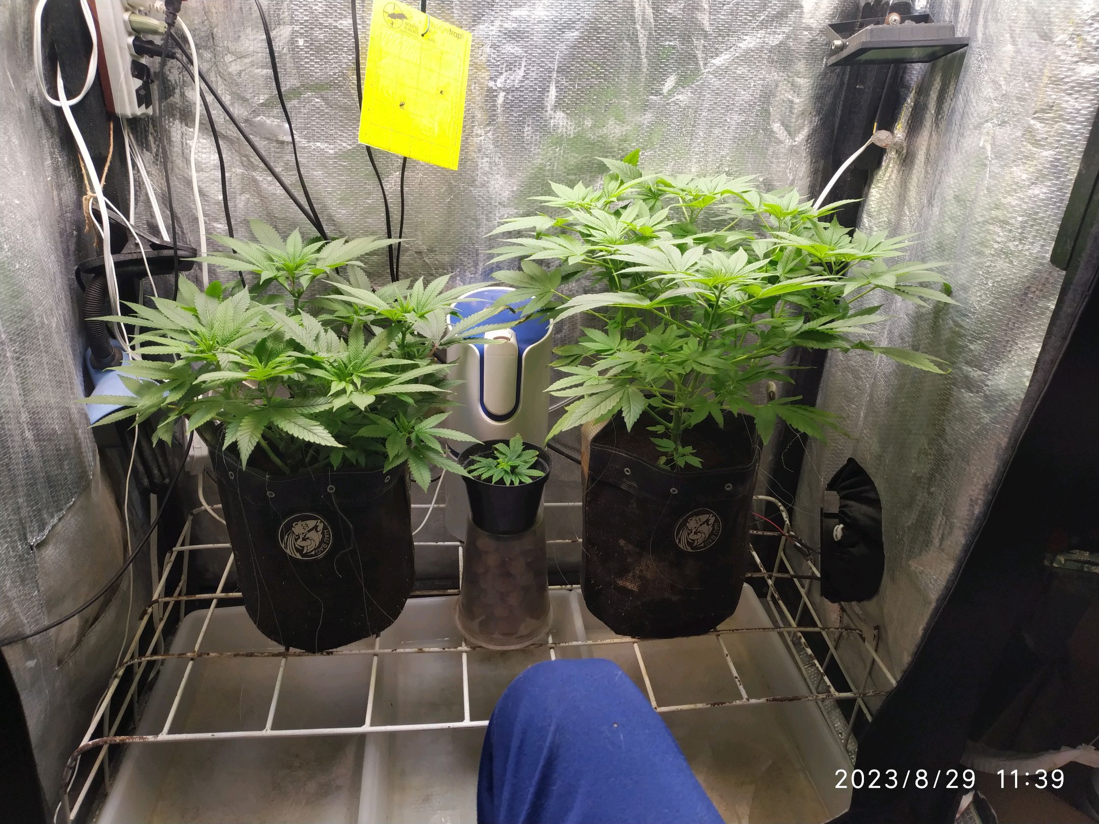 Jaqueline growlog photo 155