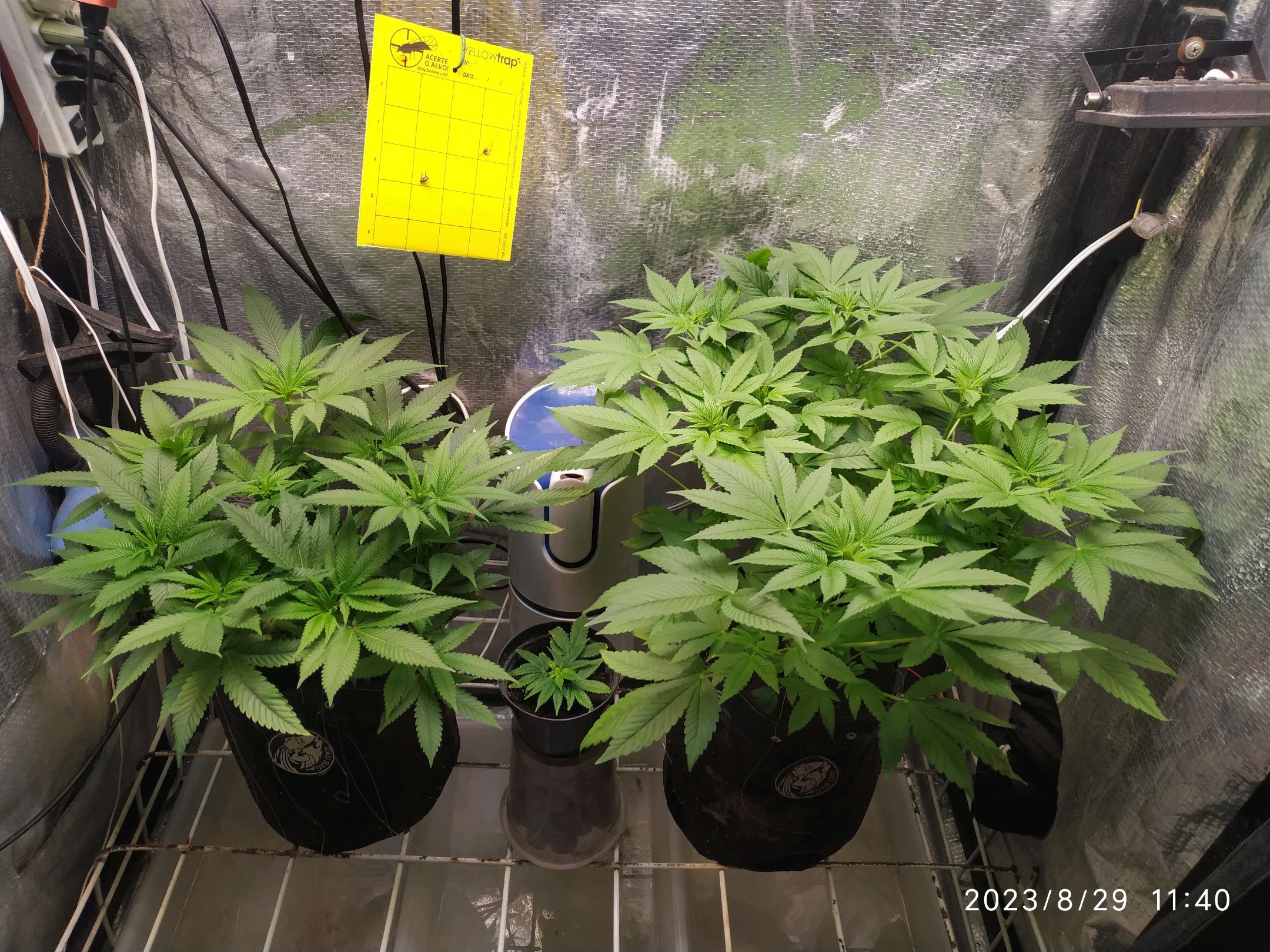 Jaqueline growlog photo 156