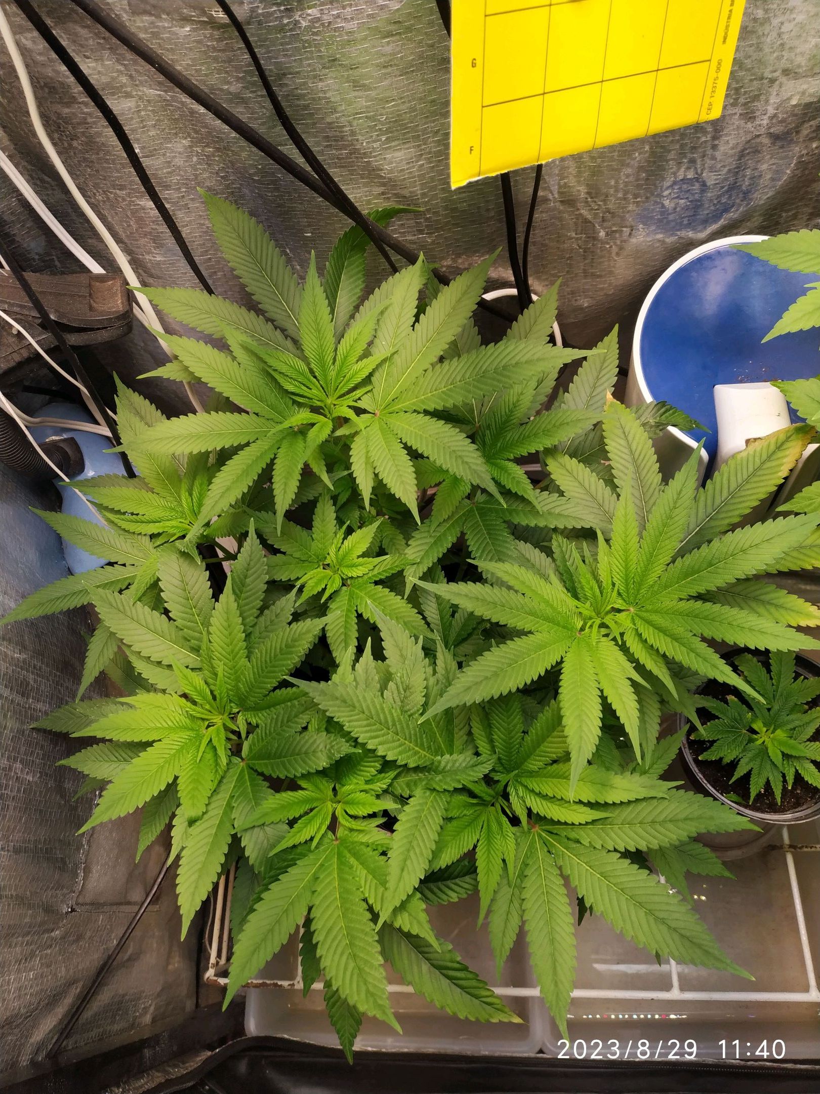 Jaqueline growlog header