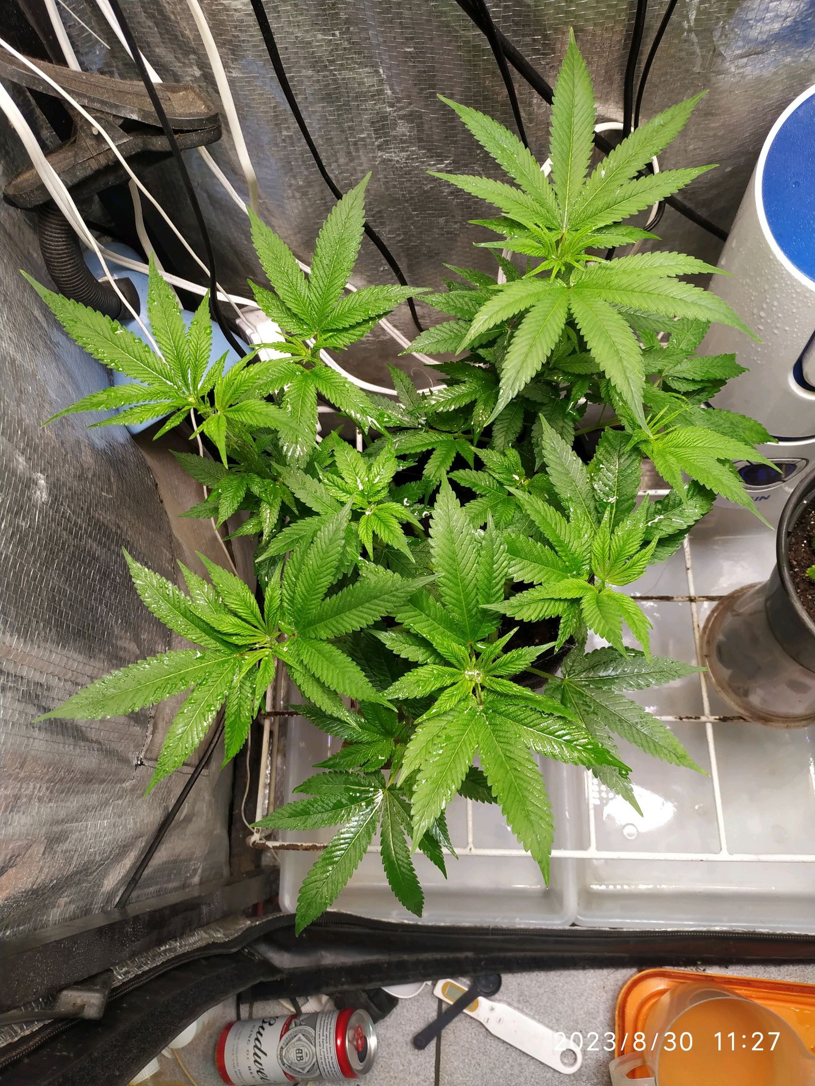 Jaqueline growlog photo 153