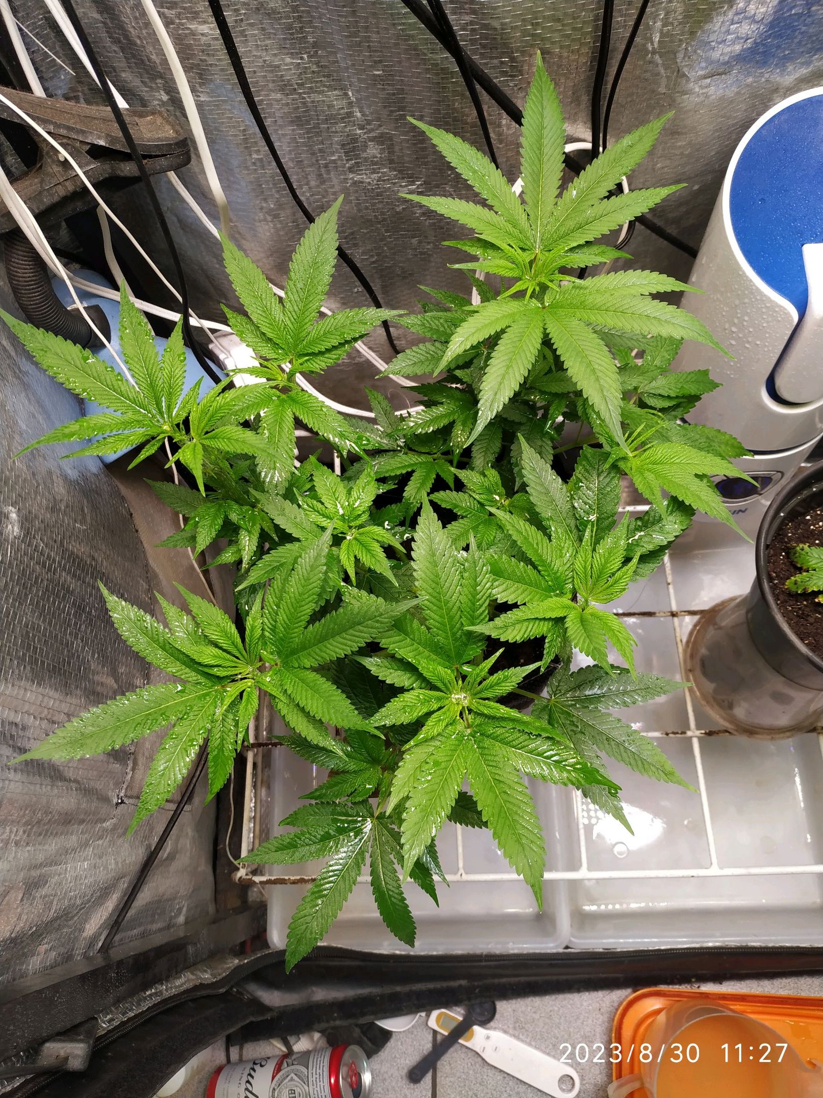 Jaqueline growlog photo 157