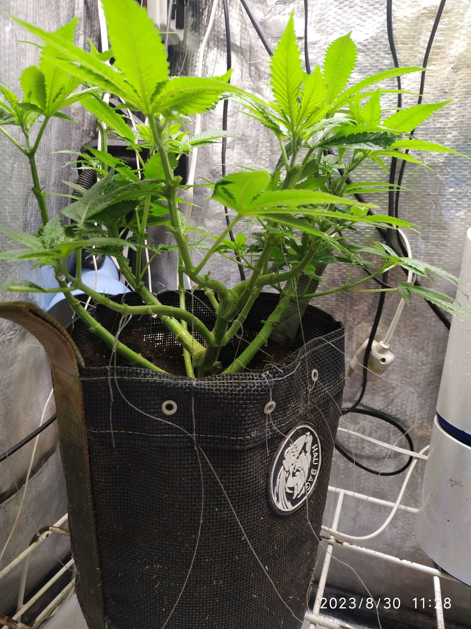 Jaqueline growlog photo 159