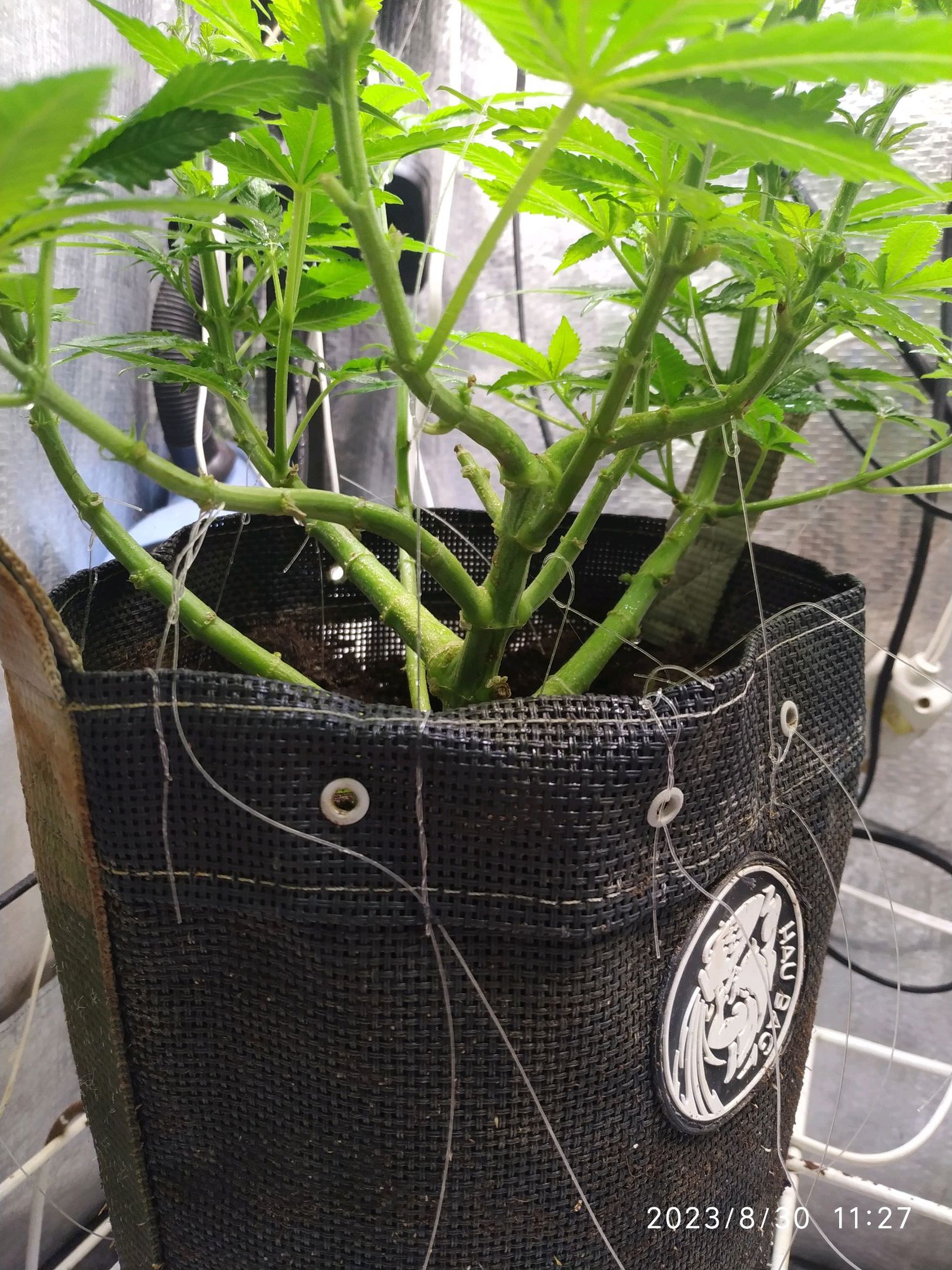 Jaqueline growlog photo 162