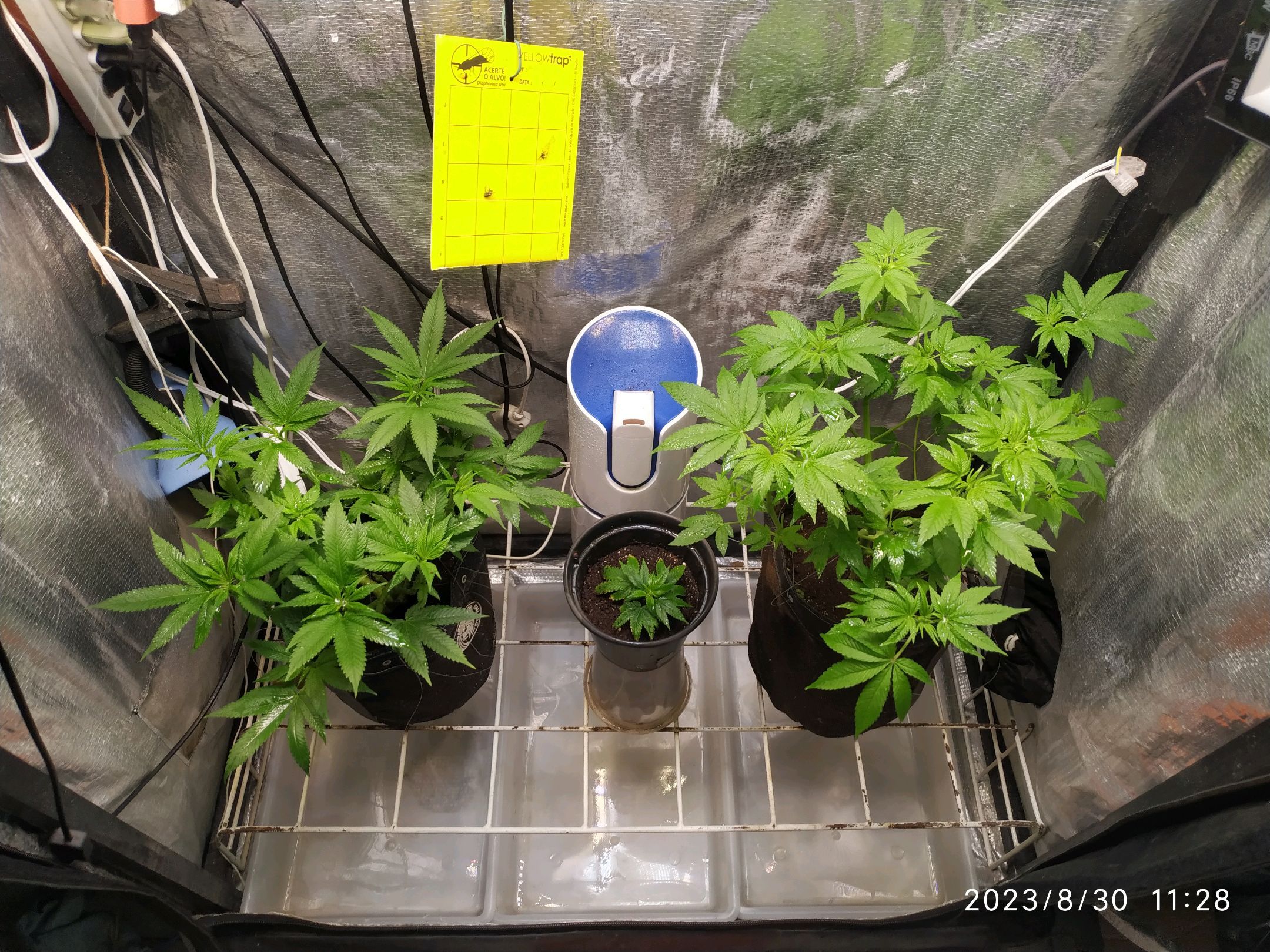 Jaqueline growlog photo 163