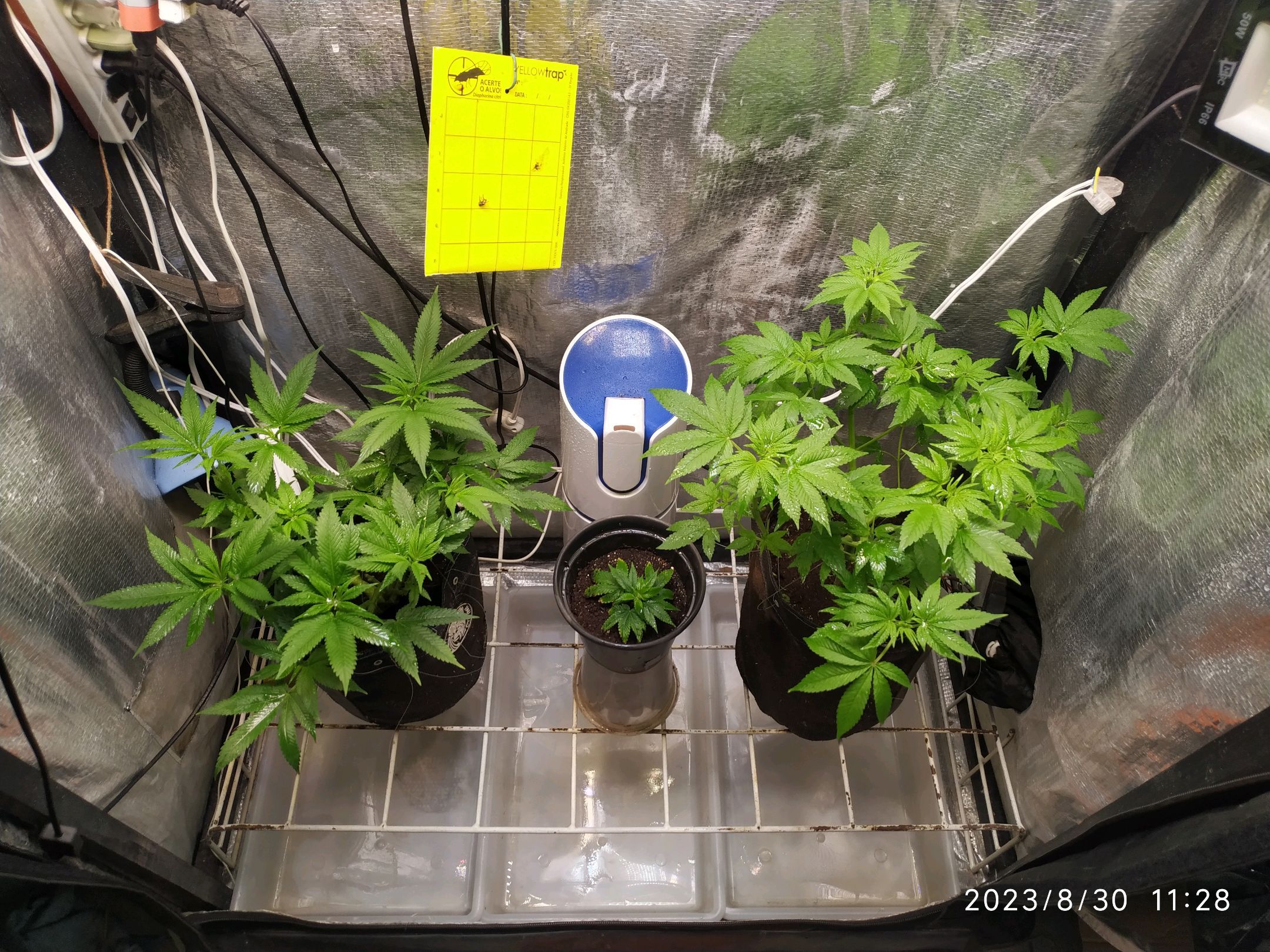 Jaqueline growlog photo 164